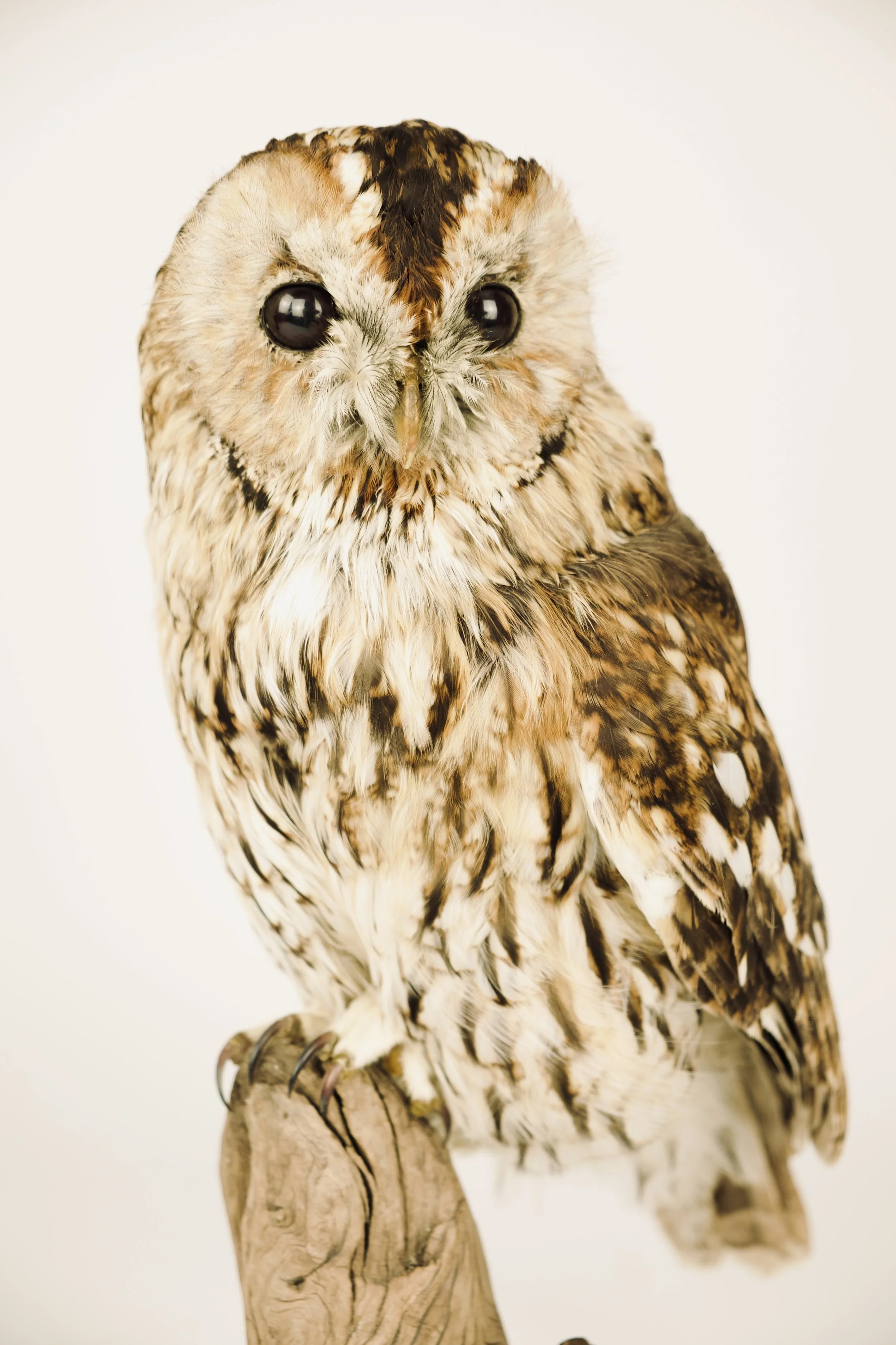 Kwalitatieve taxidermie van bosuil op tak - unieke opgezette dieren door Katja Guilini - België