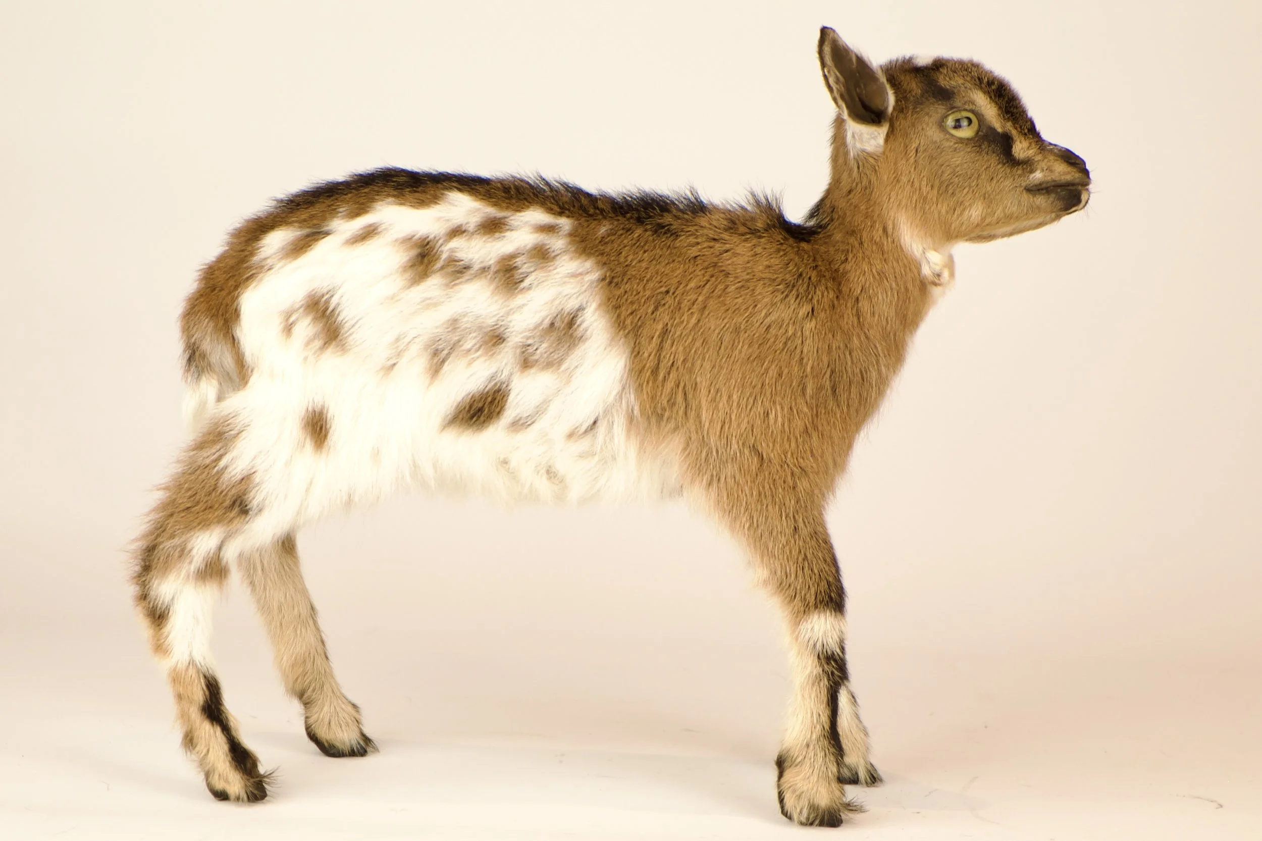 Unique taxidermy baby goat - handmade by Katja Guilini