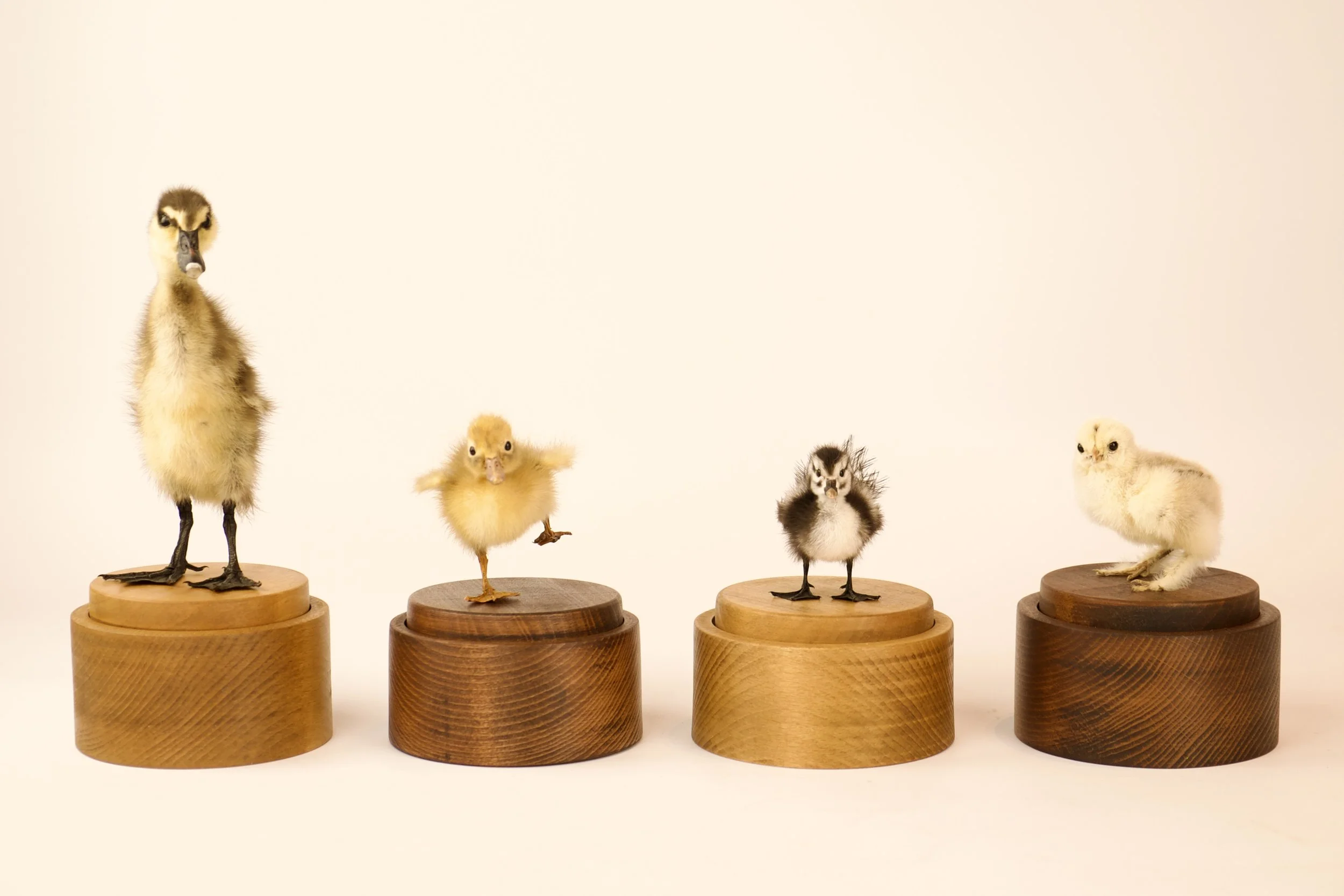 Unique taxidermy music box - handmade by Katja Guilini