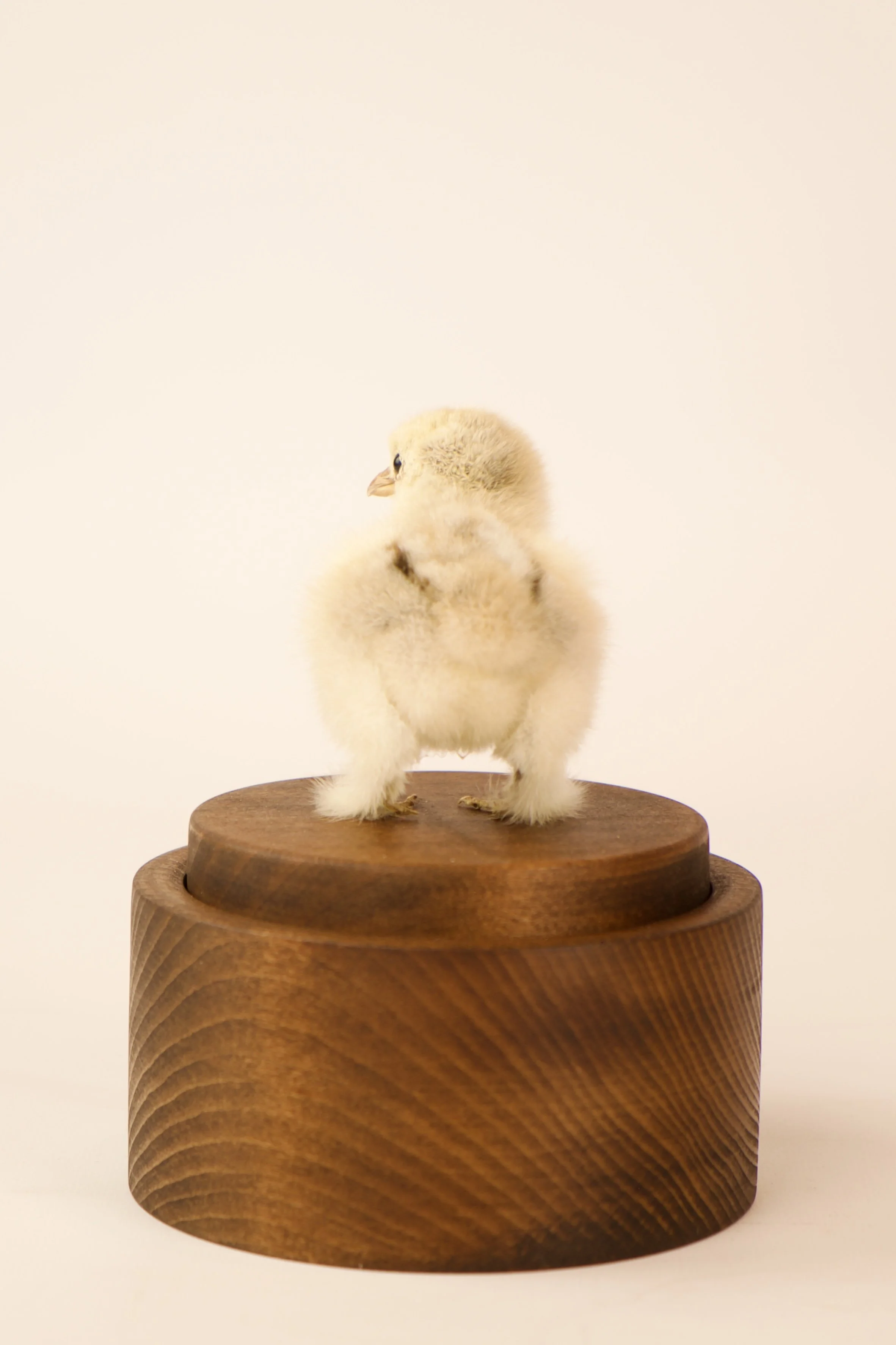 Unique taxidermy music box - handmade by Katja Guilini