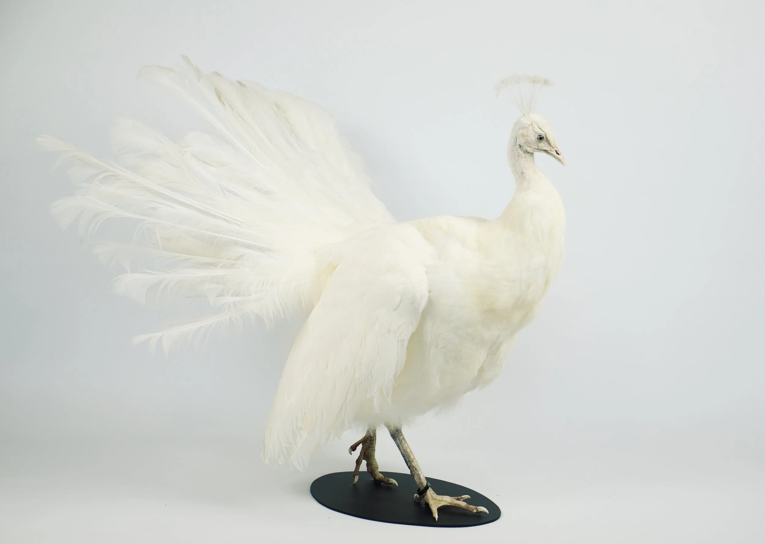 taxidermie pauw