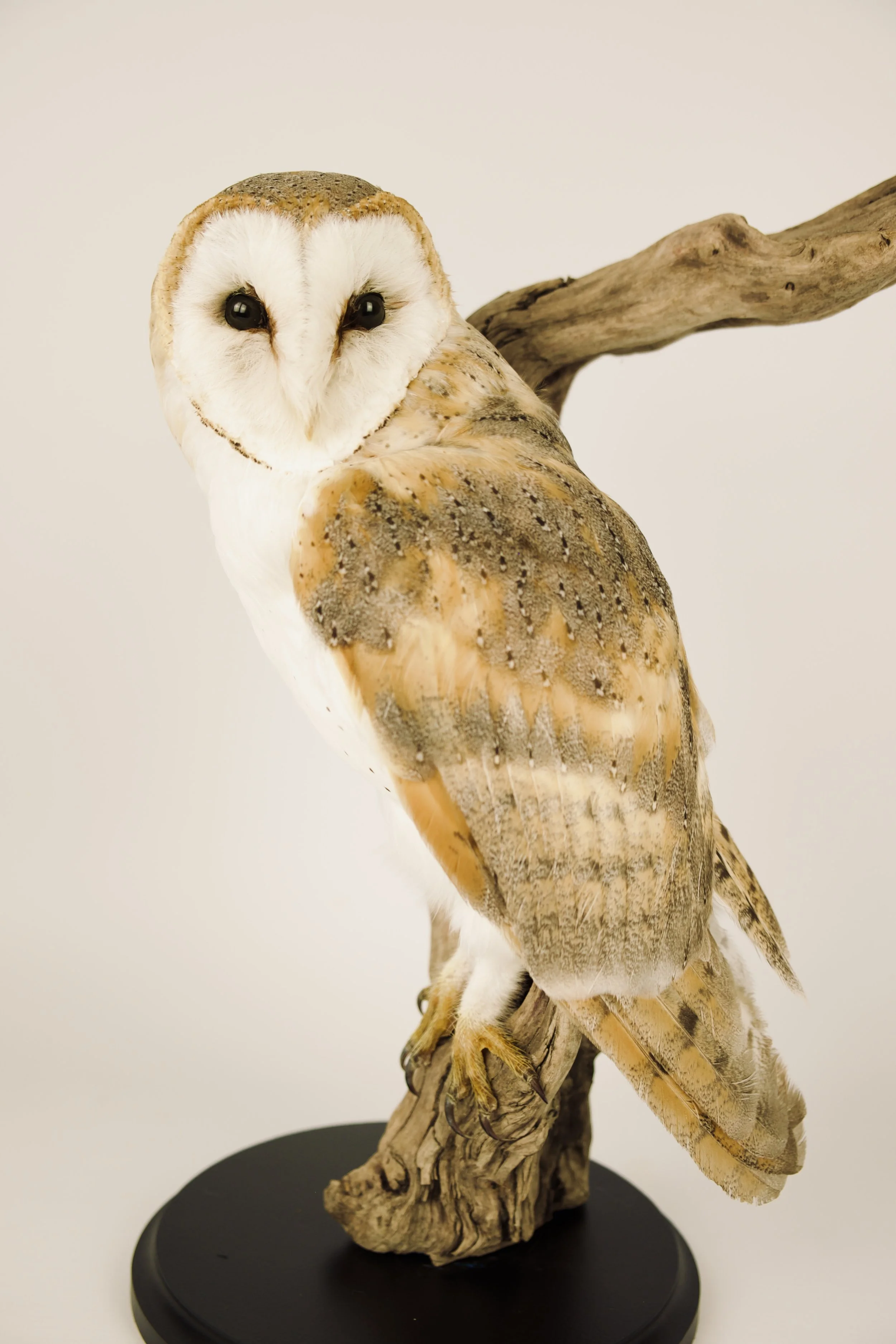 Quality taxidermy of barn owl on a branch - unique stuffed animals by Katja Guilini - Belgium