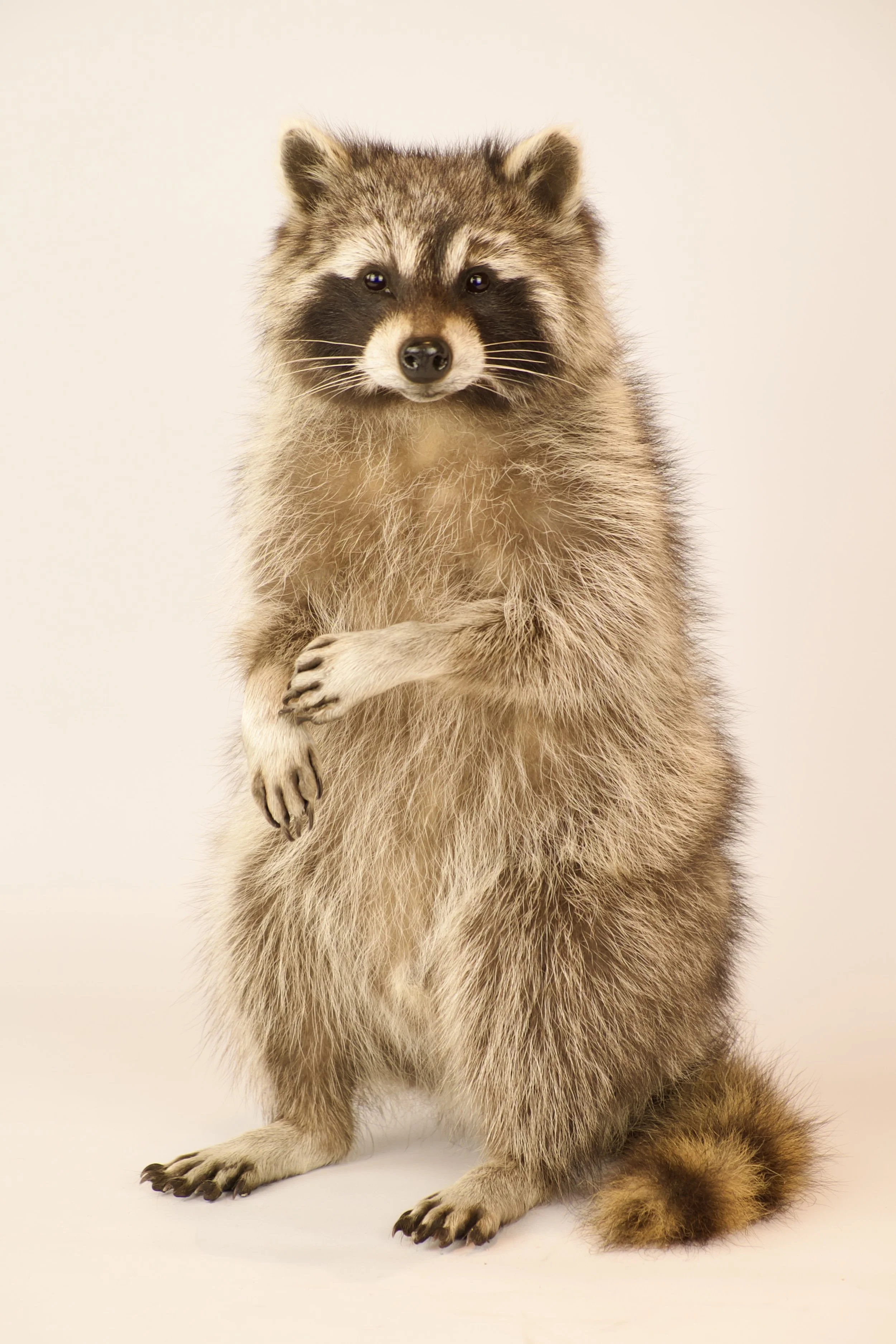 Quality taxidermy of beautiful raccoon - unique stuffed animals by Katja Guilini - Belgium