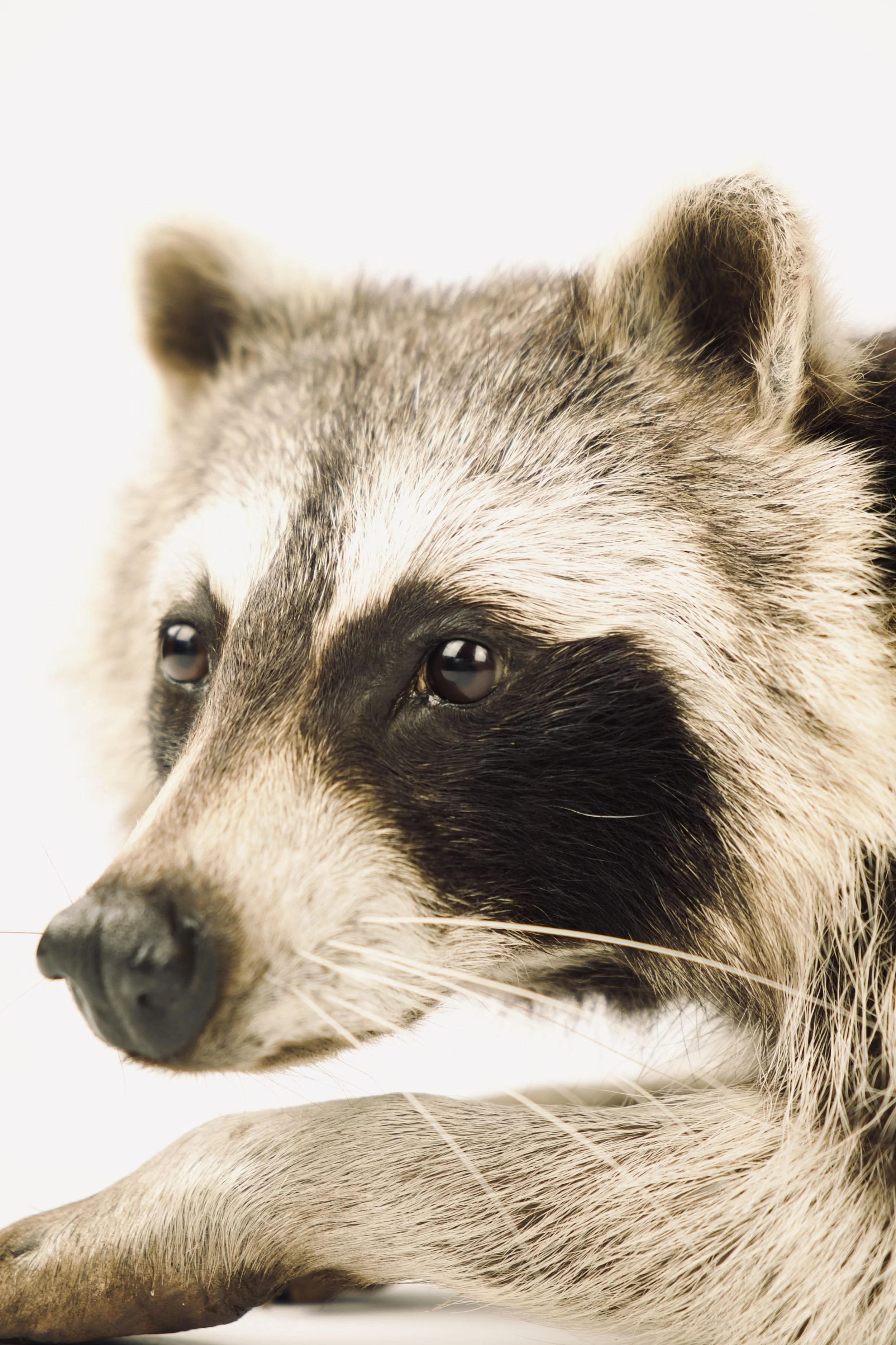 taxidermy raccoon