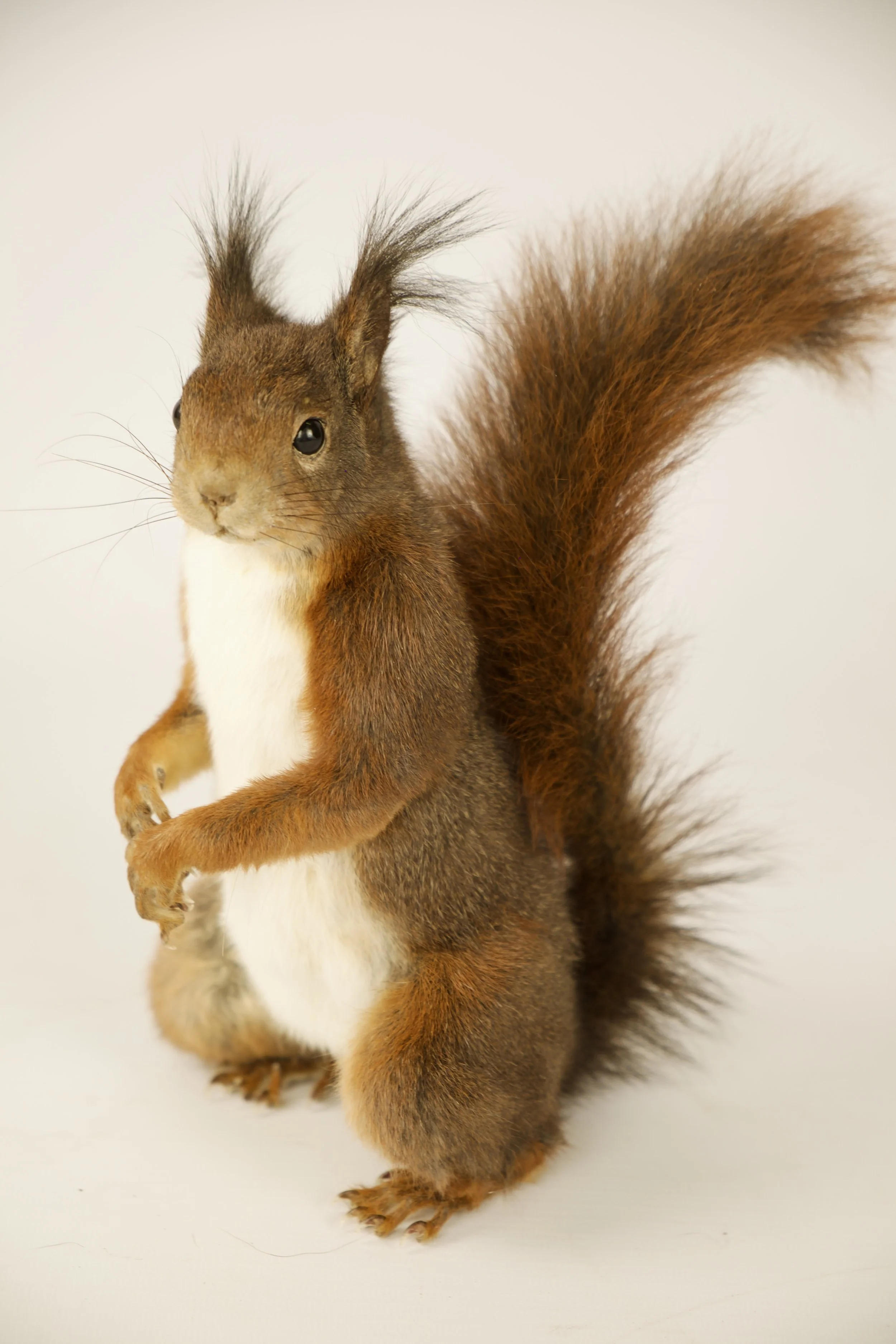 Kwalitatieve taxidermie van eekhoorn- unieke opgezette dieren door Katja Guilini - België