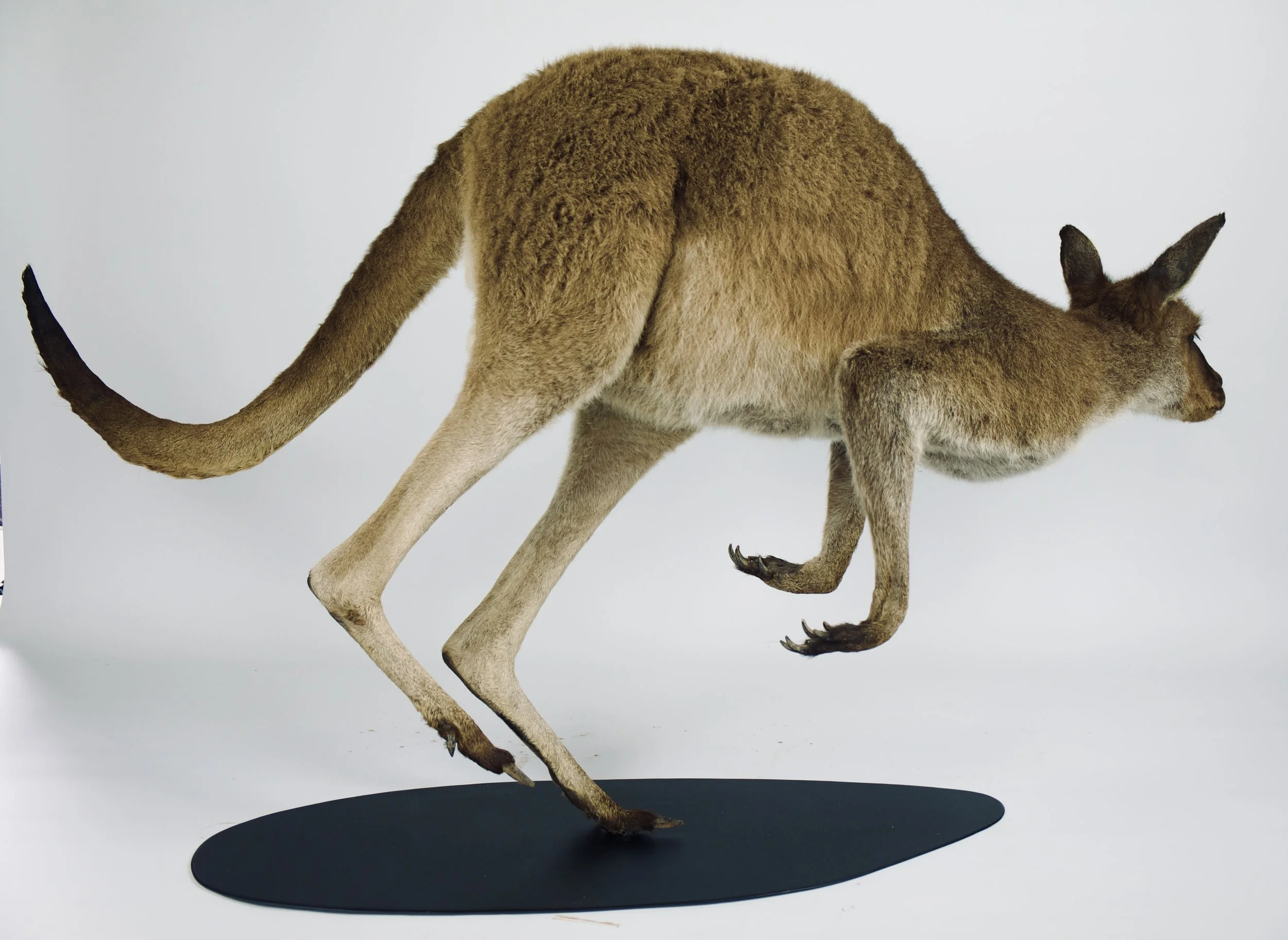 taxidermie kangoeroe