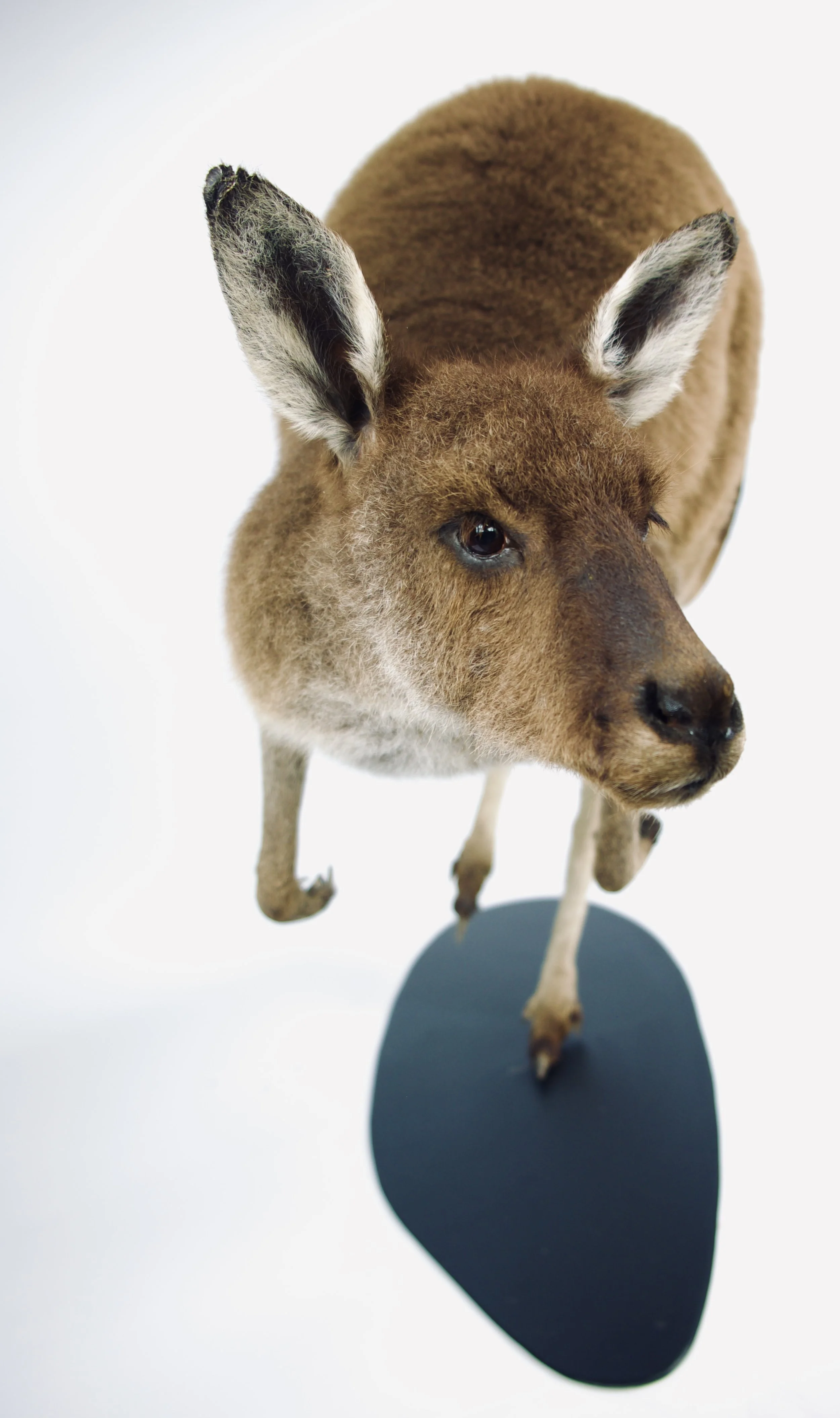 taxidermie kangoeroe