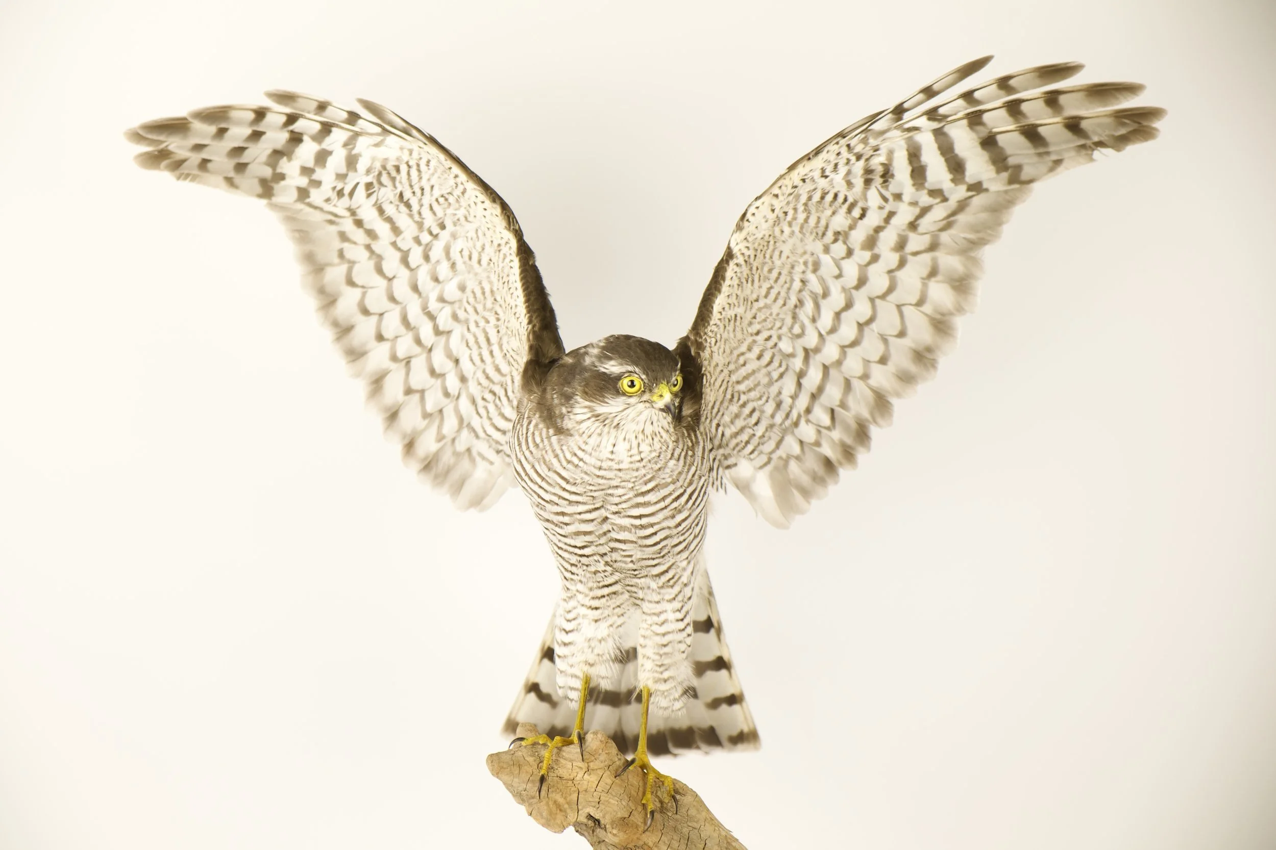 Kwalitatieve taxidermie van sperwer - unieke opgezette dieren door Katja Guilini - België