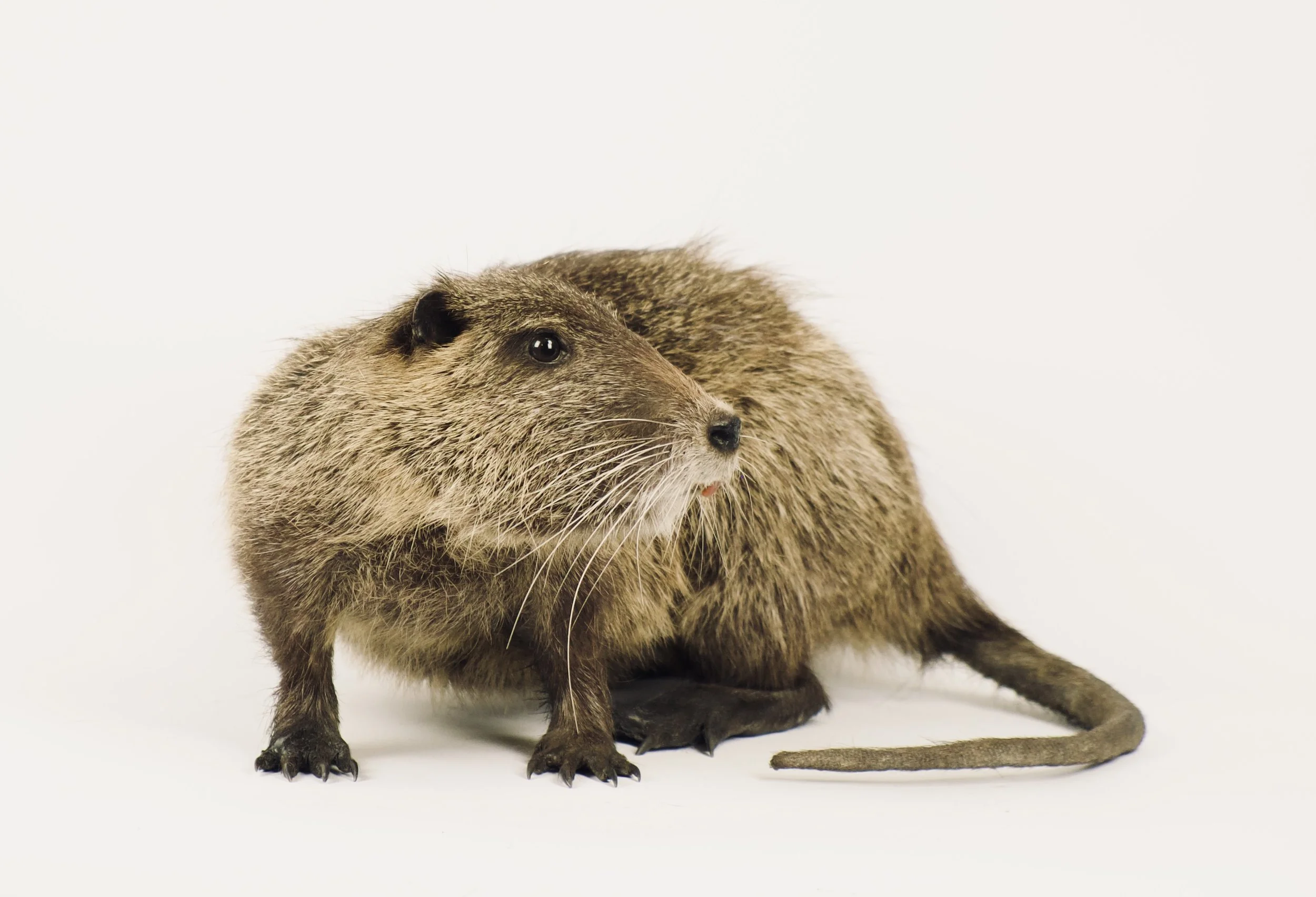 taxidermie nutria