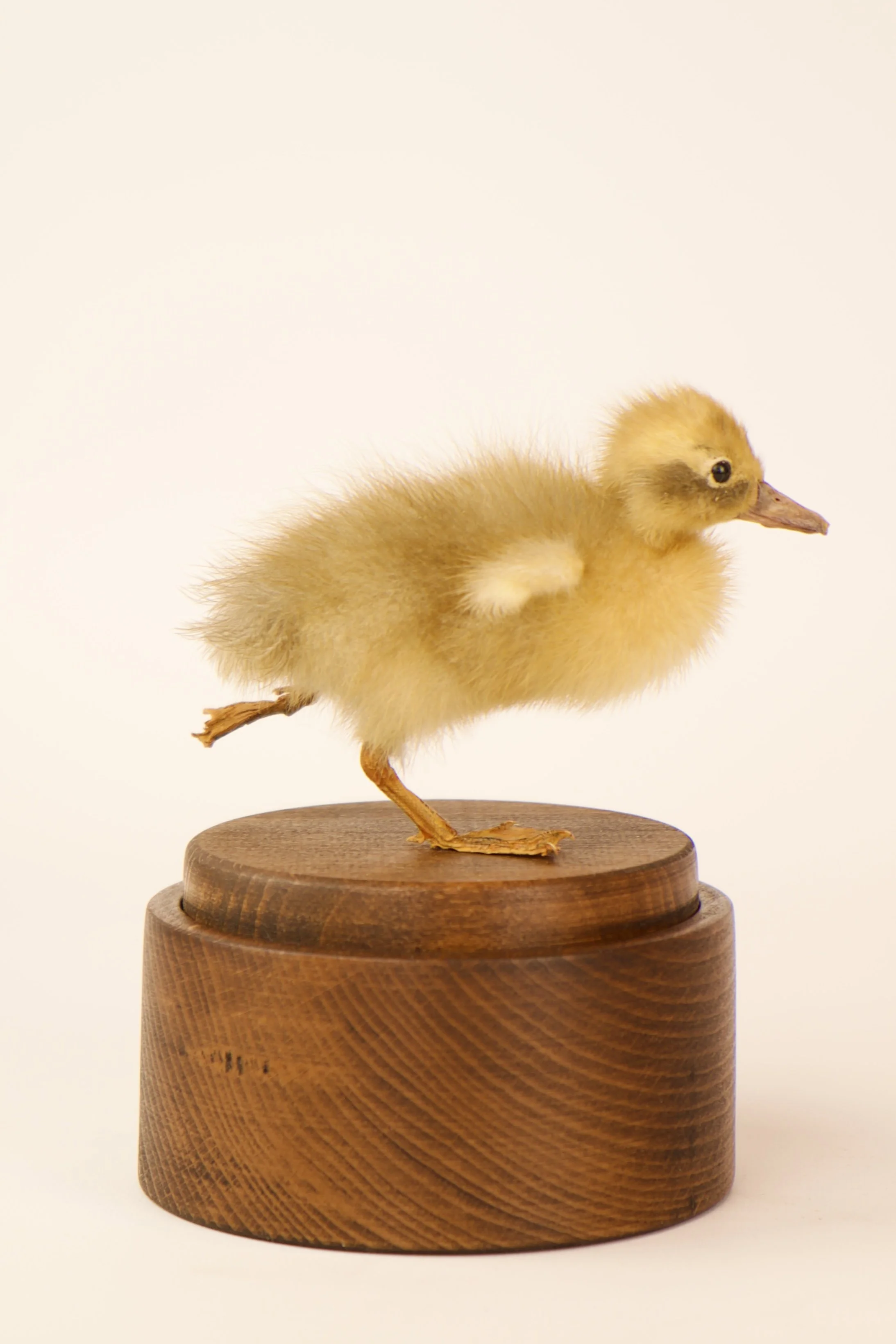 Unieke taxidermie muziekdoos - kuikens - handgemaakt door Katja Guilini