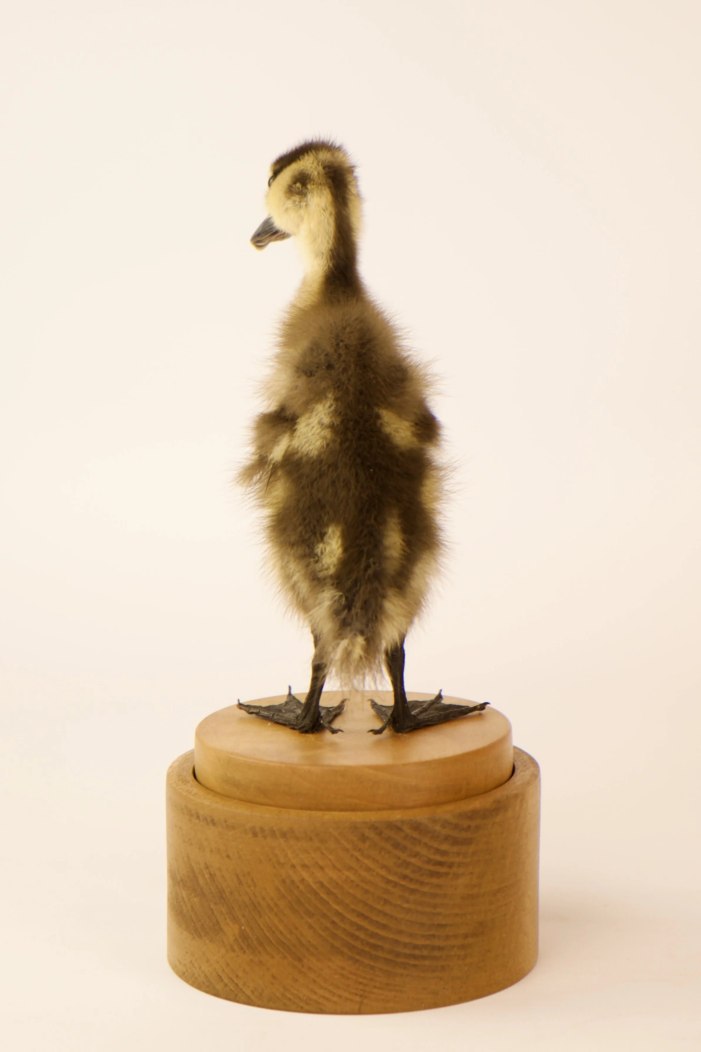 Unieke taxidermie muziekdoos - kuikens - handgemaakt door Katja Guilini