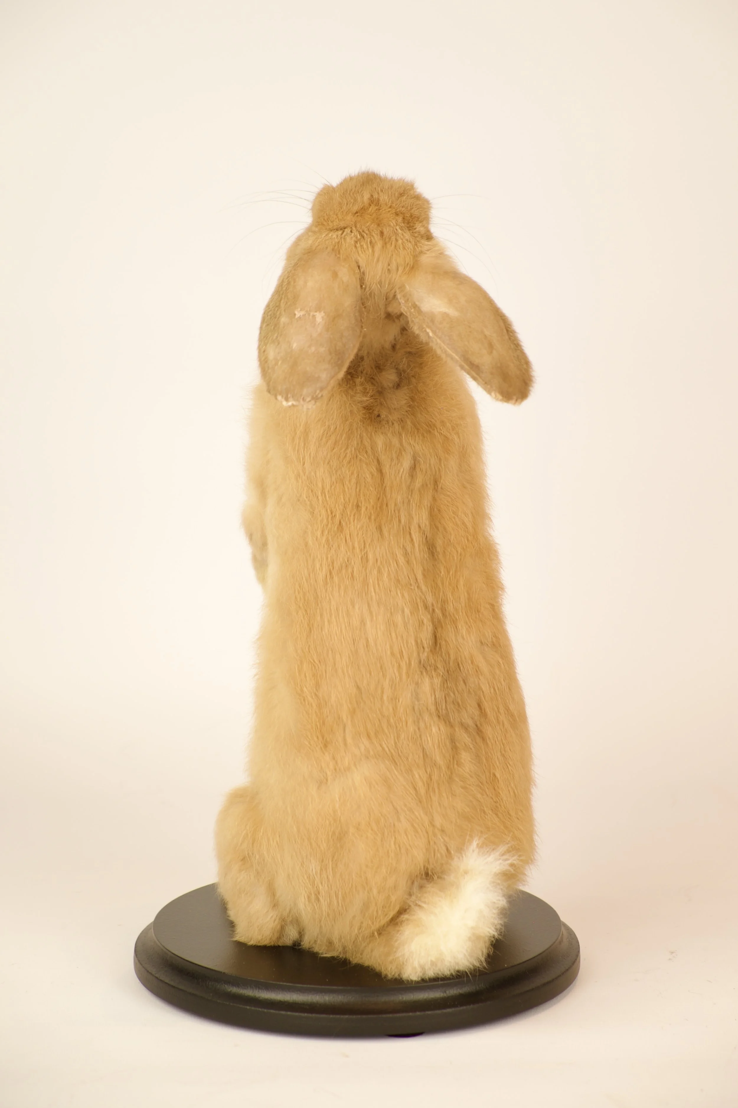 Unieke taxidermie konijn - handgemaakt door Katja Guilini