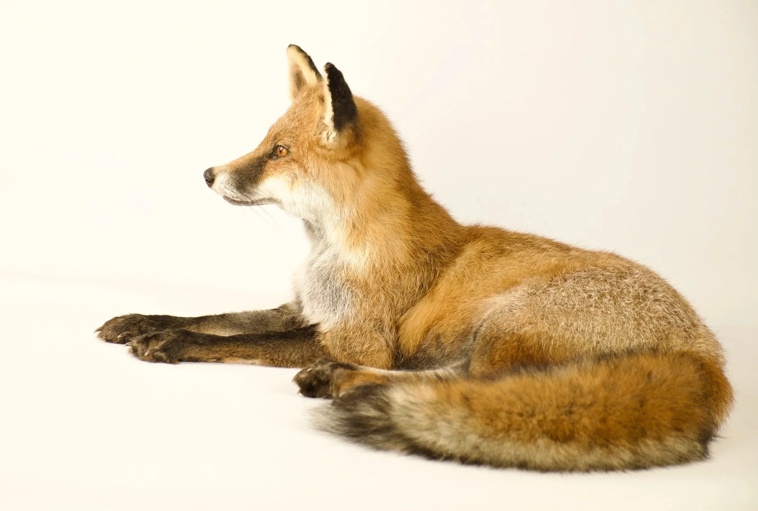 Unique taxidermy red fox - handmade by Katja Guilini