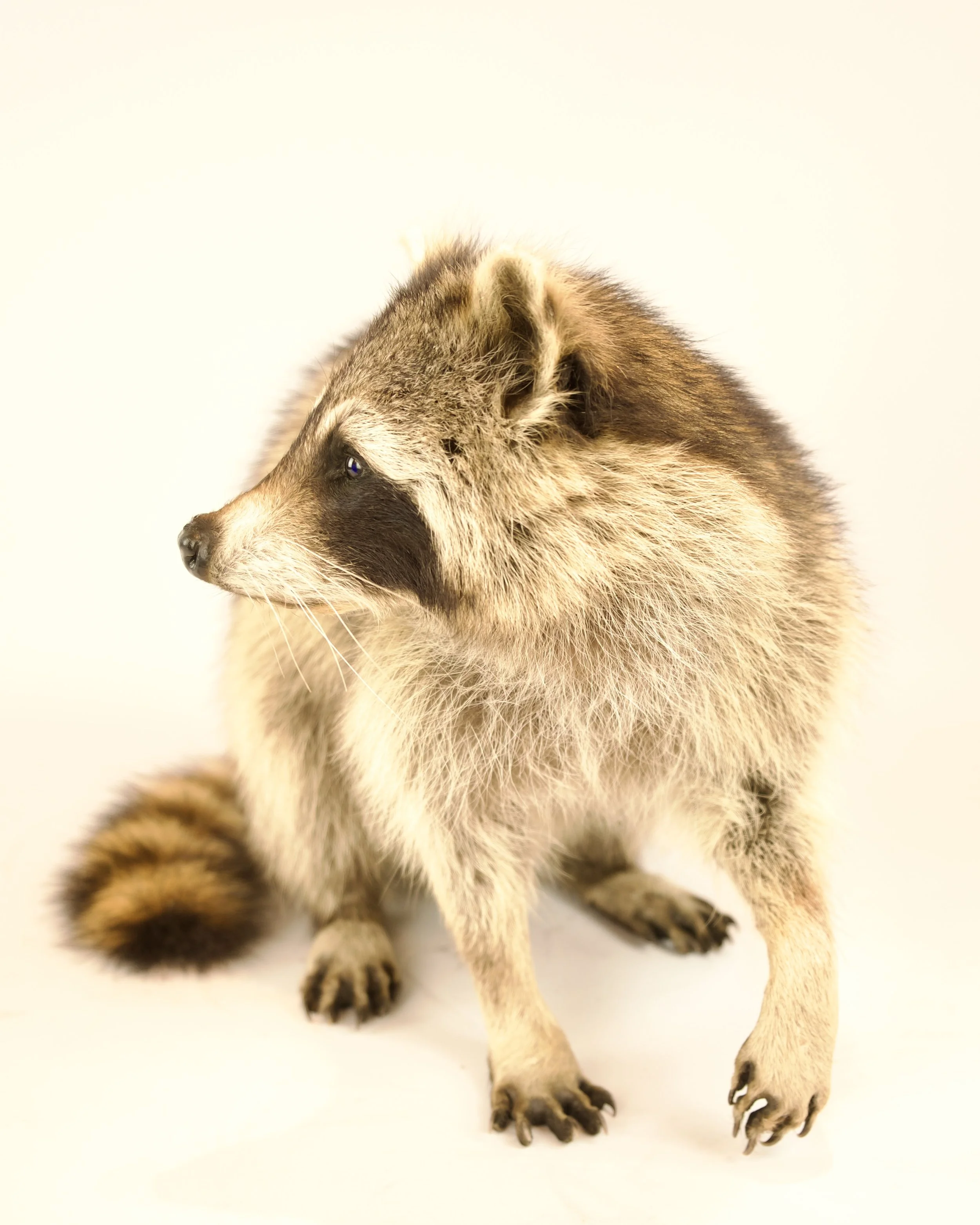Unique taxidermy raccoon - handmade by Katja Guilini