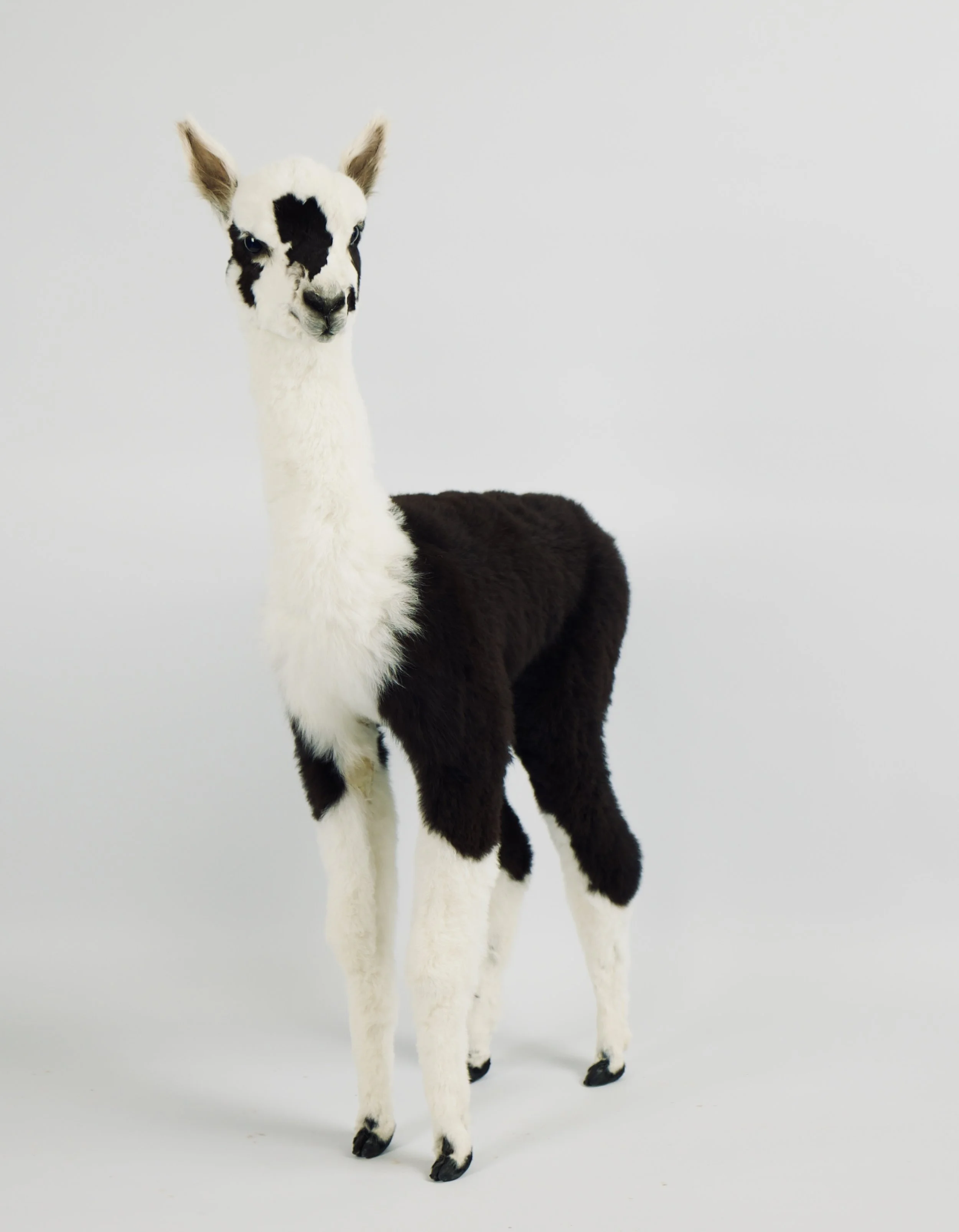 Quality taxidermy of alpaca lamb - unique stuffed animals by Katja Guilini - Belgium