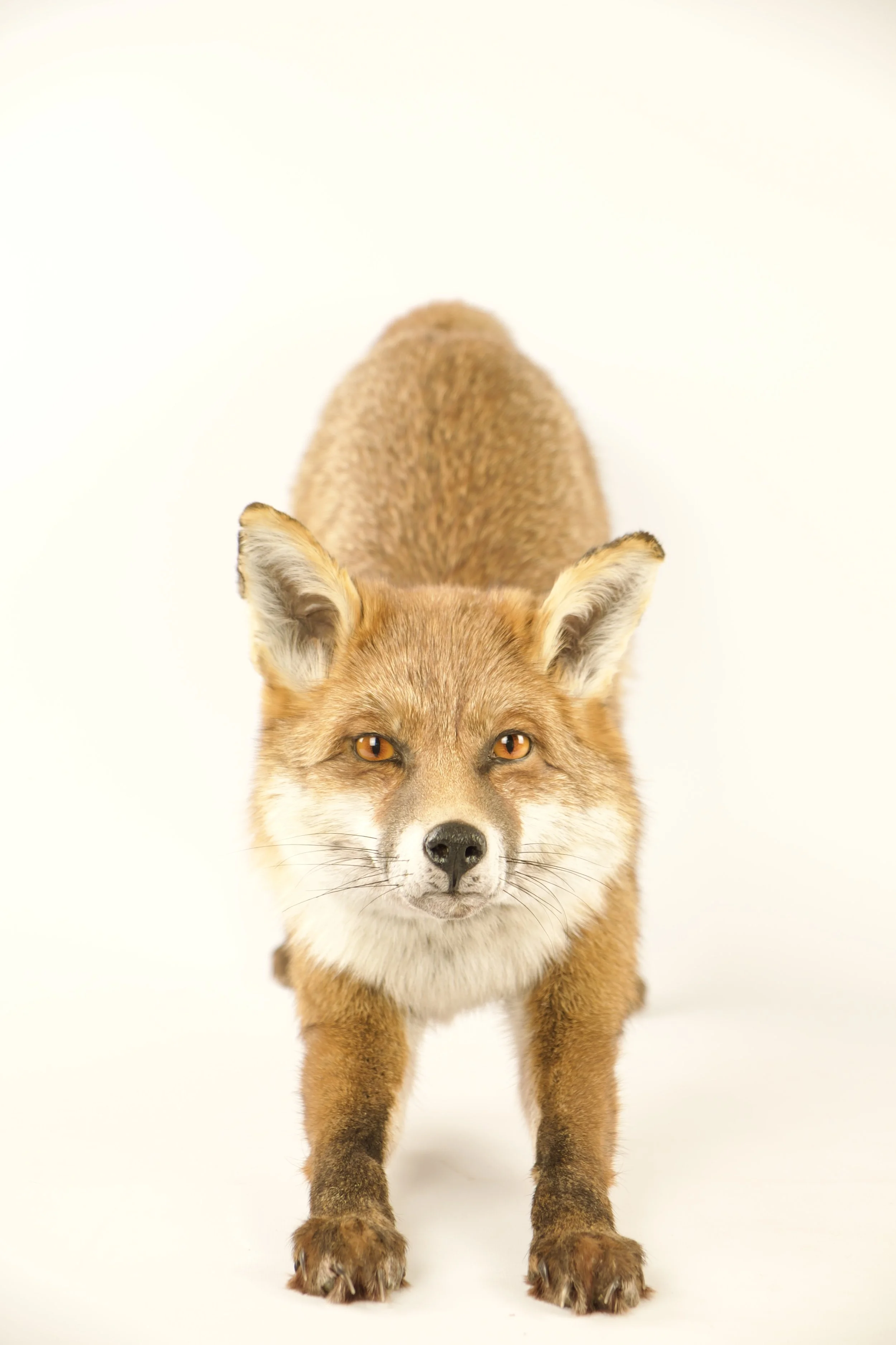 taxidermy fox