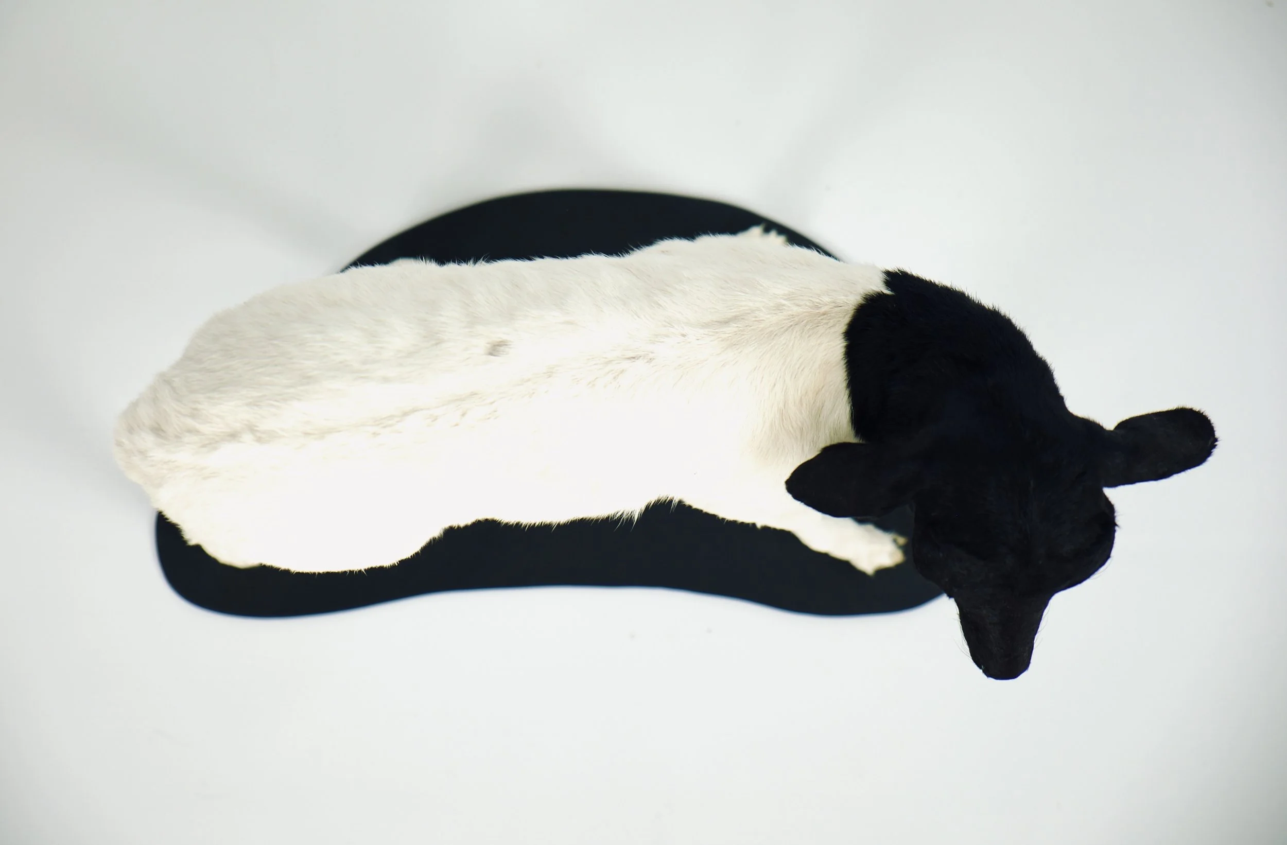 taxidermie somalisch lam