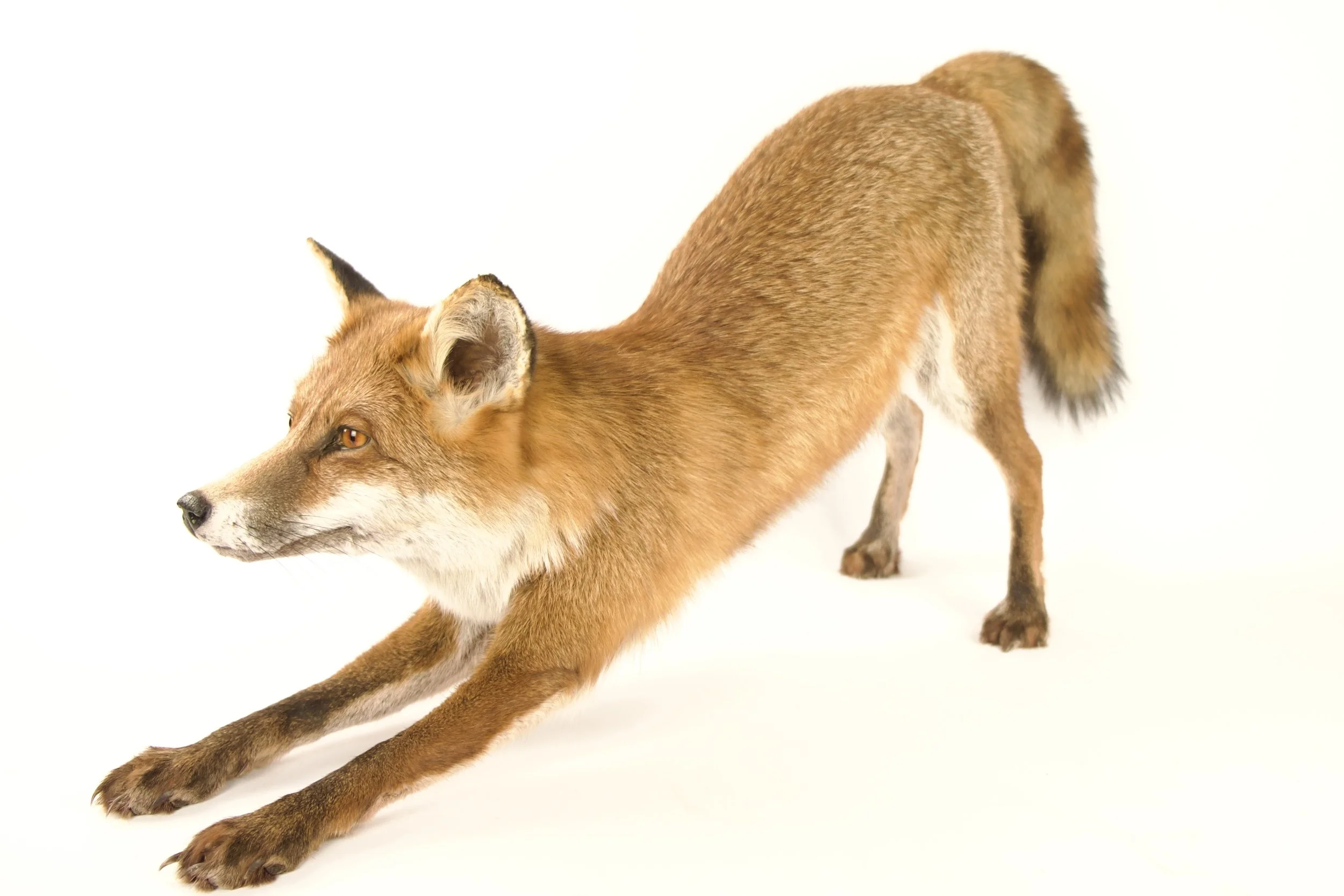 taxidermy fox
