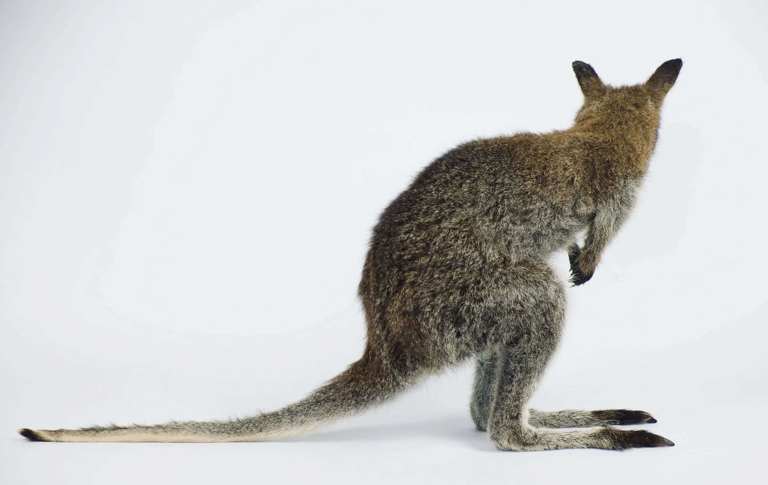 taxidermie wallabie