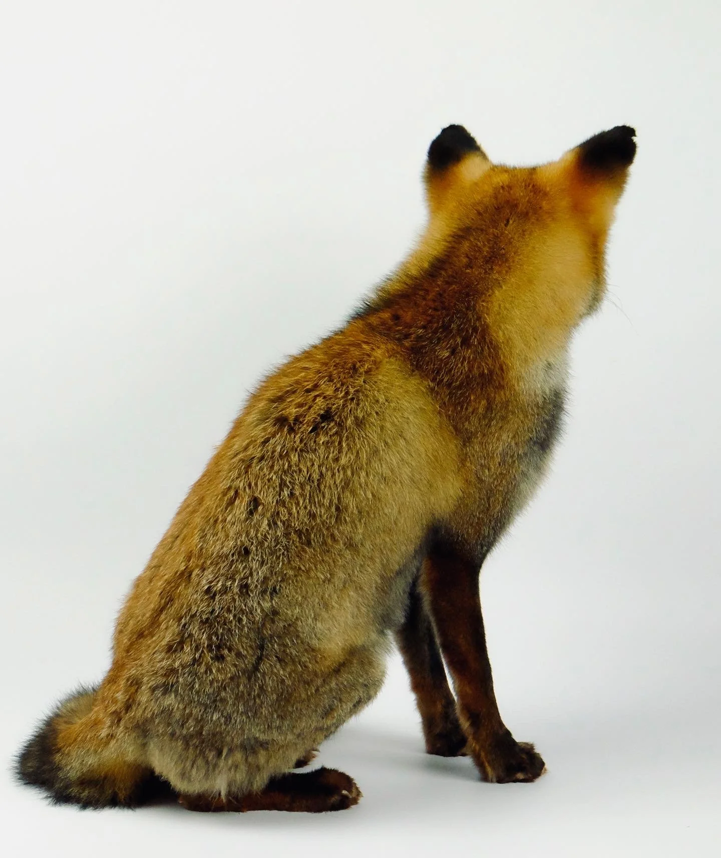 Quality taxidermy of red fox - unique stuffed animals by Katja Guilini - Belgium