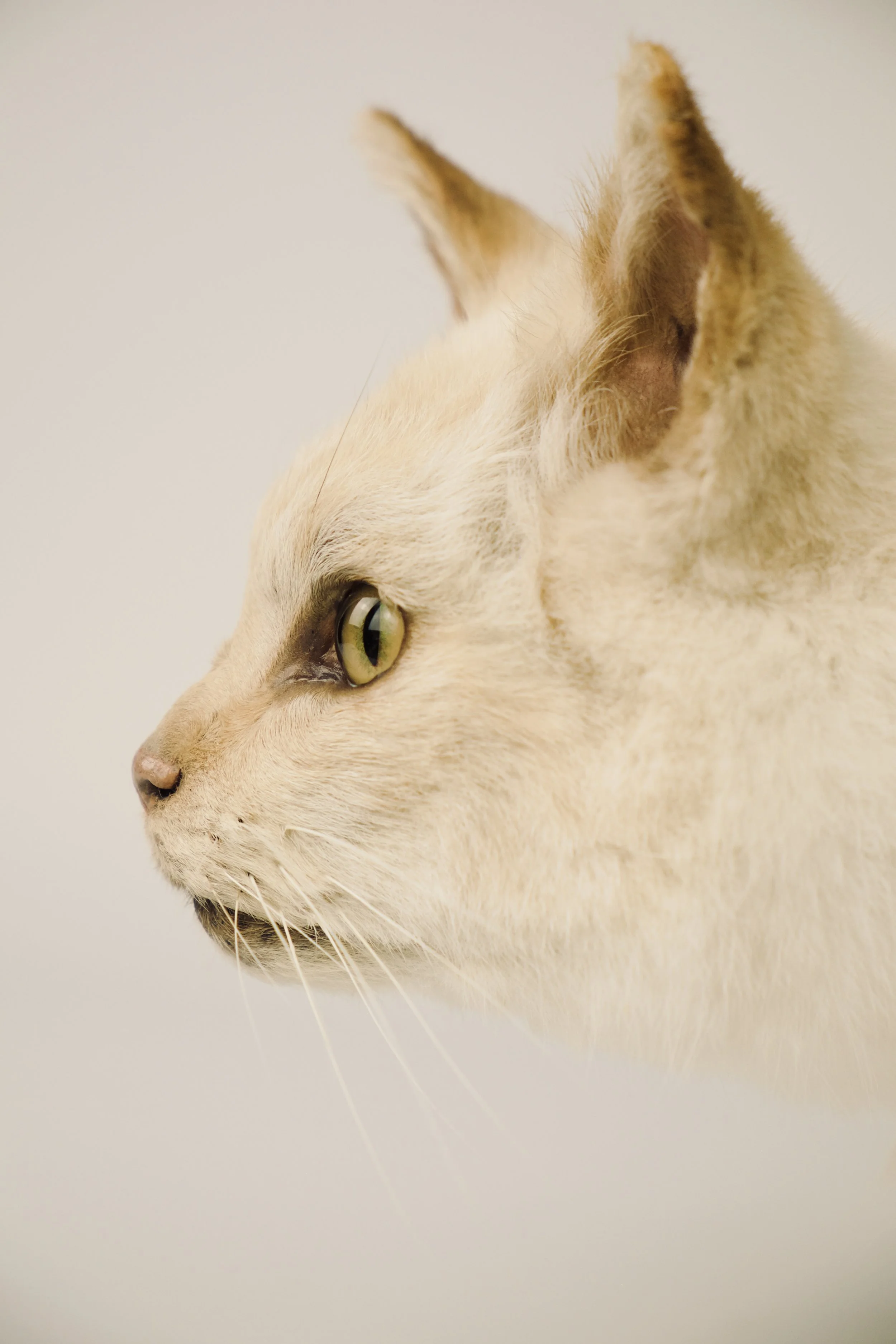 taxidermy cat