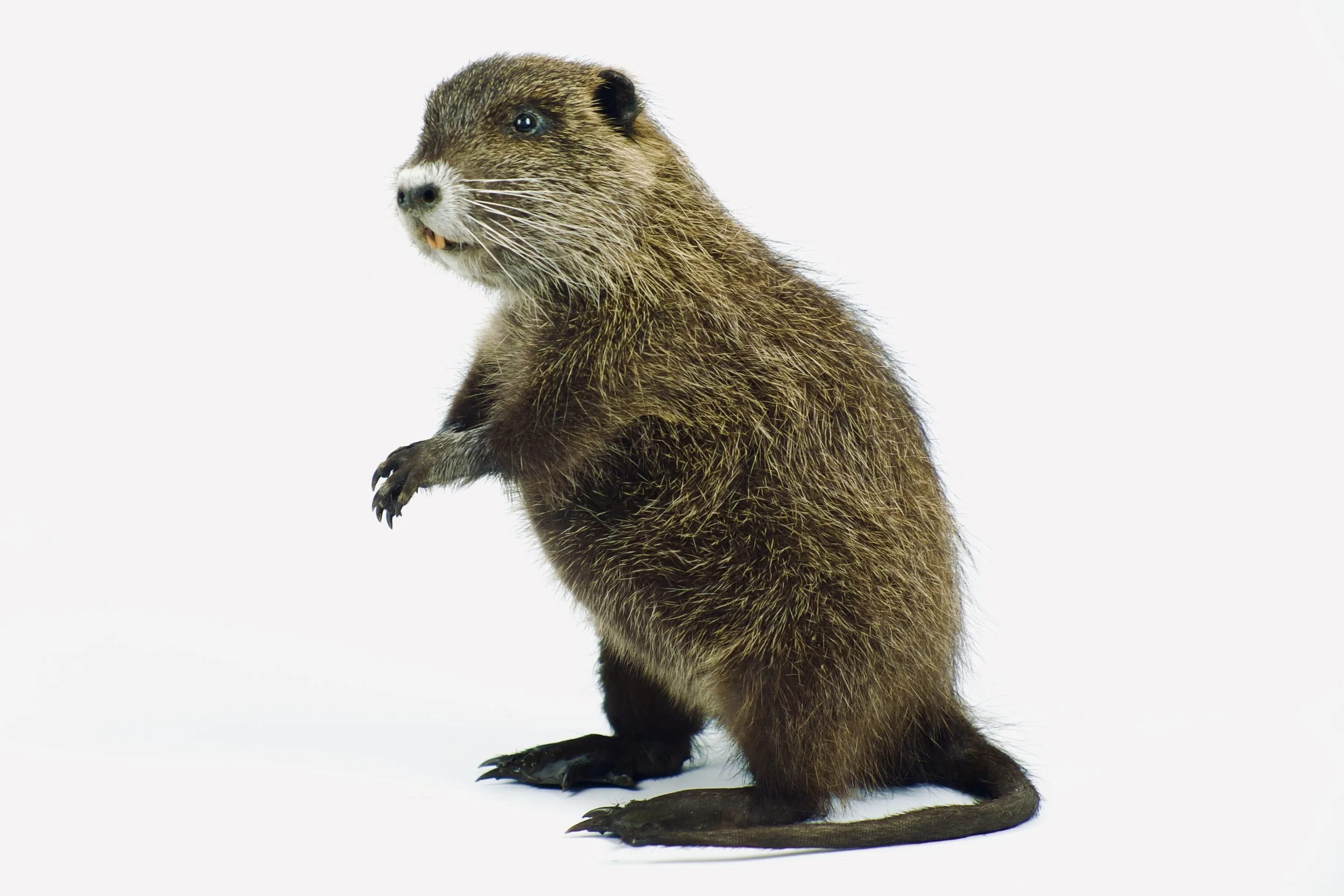 taxidermie nutria