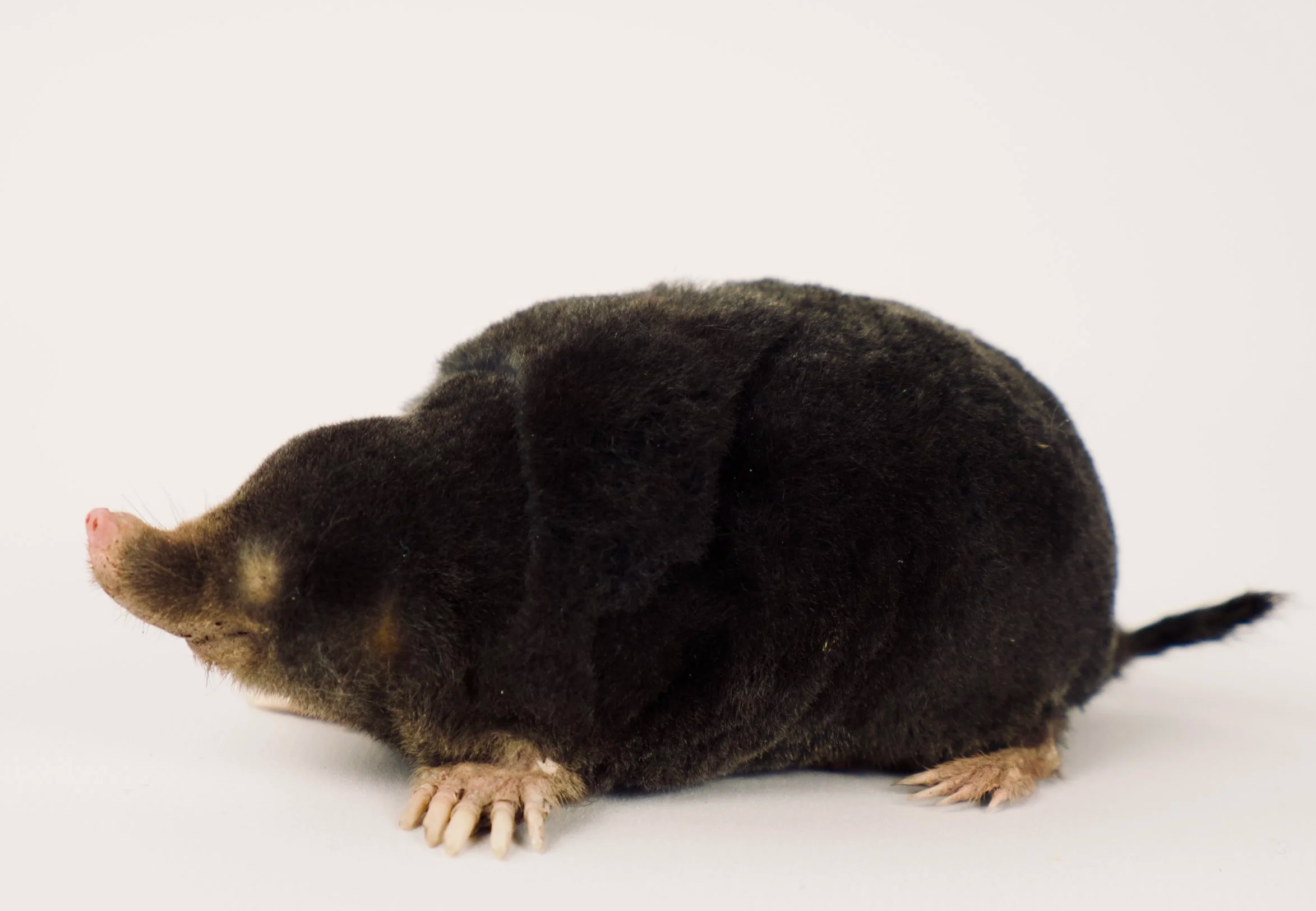 Zwarte knaagdier met roze neus en kleine witte voeten, ligt op een witte achtergrond.