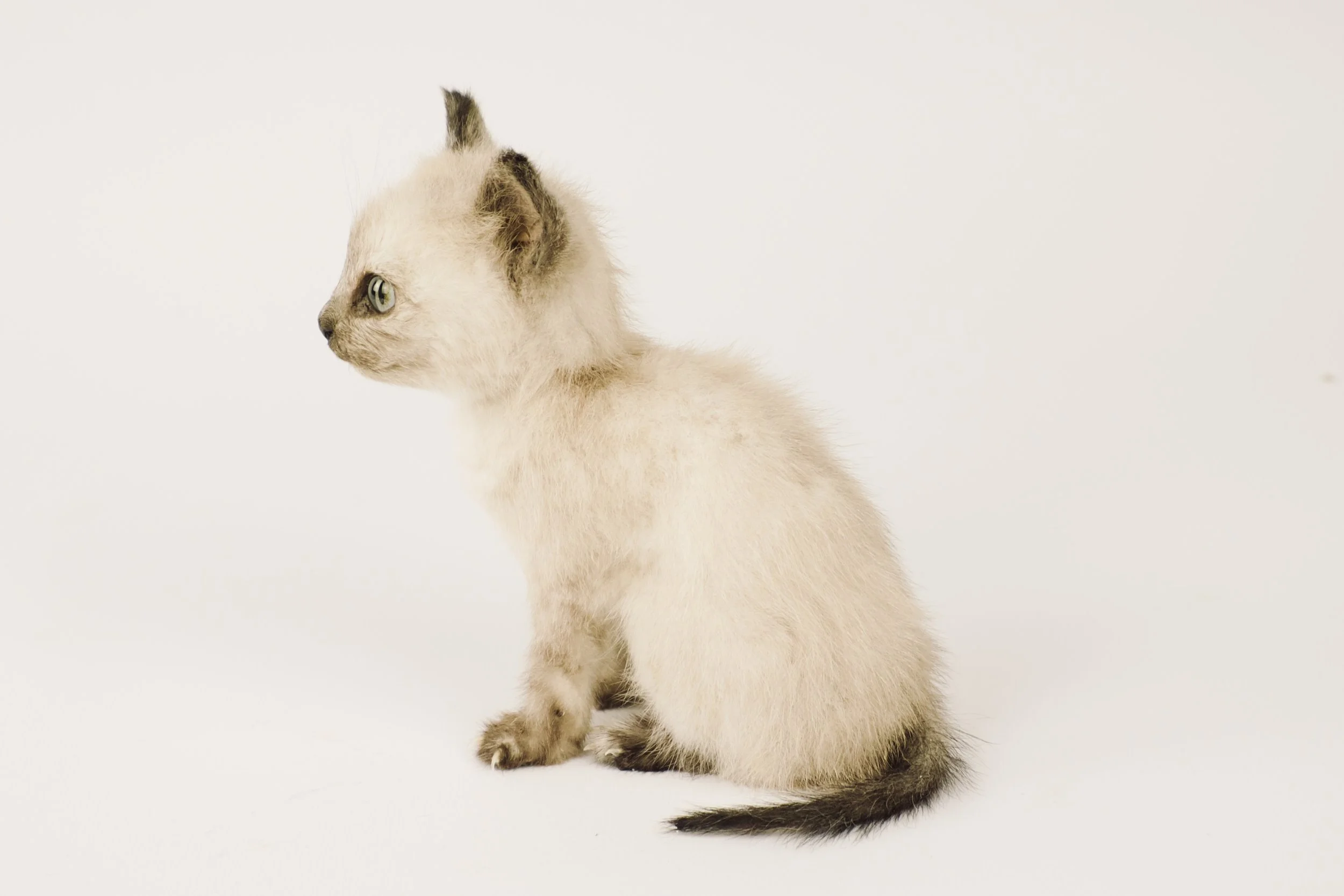 taxidermy kitten