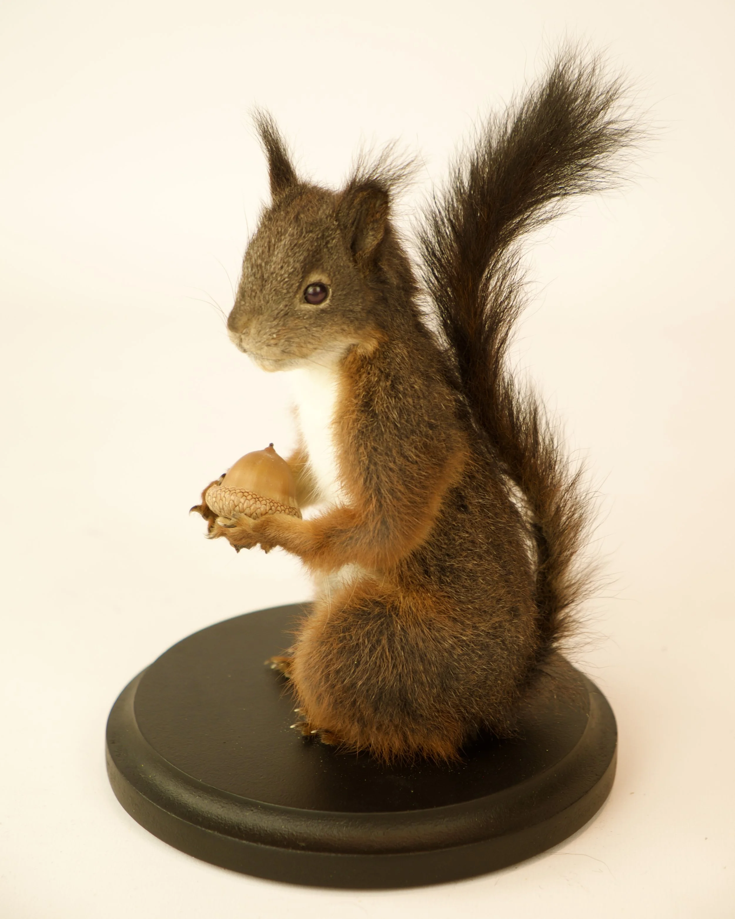 Artistieke taxidermie van schattige eekhoorn met eikeltje - unieke opgezette dieren door Katja Guilini - België