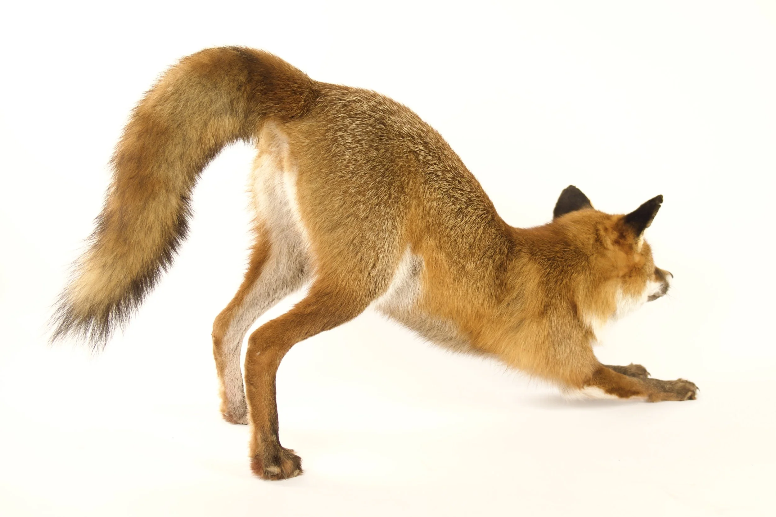 taxidermy fox