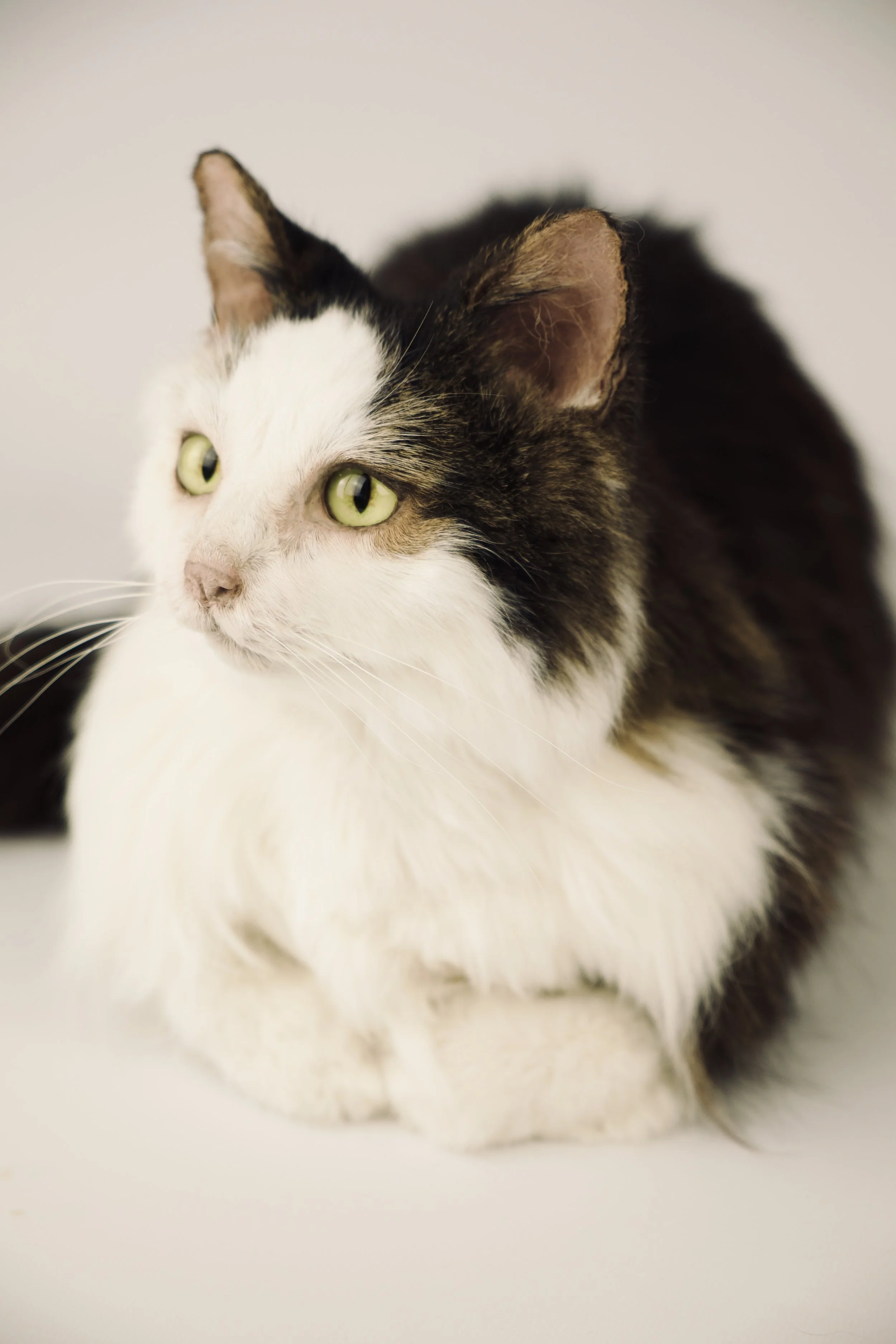 Quality taxidermy of pet house cat - unique stuffed animals by Katja Guilini - Belgium