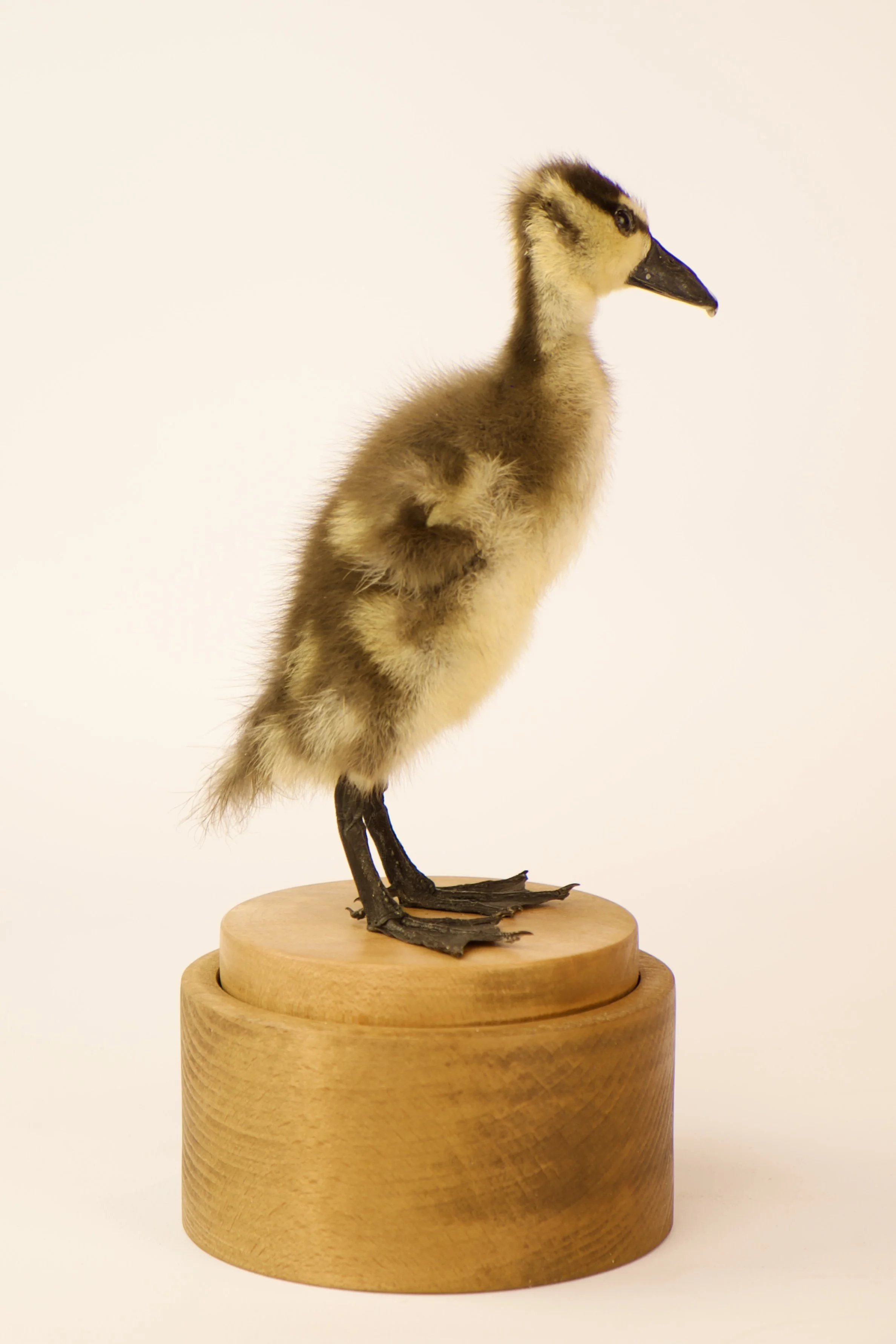 Unique taxidermy music box - handmade by Katja Guilini