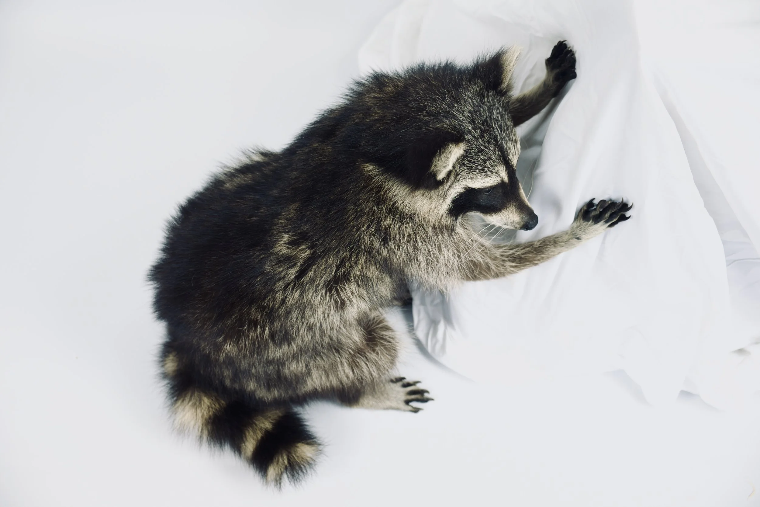 taxidermie wasbeer