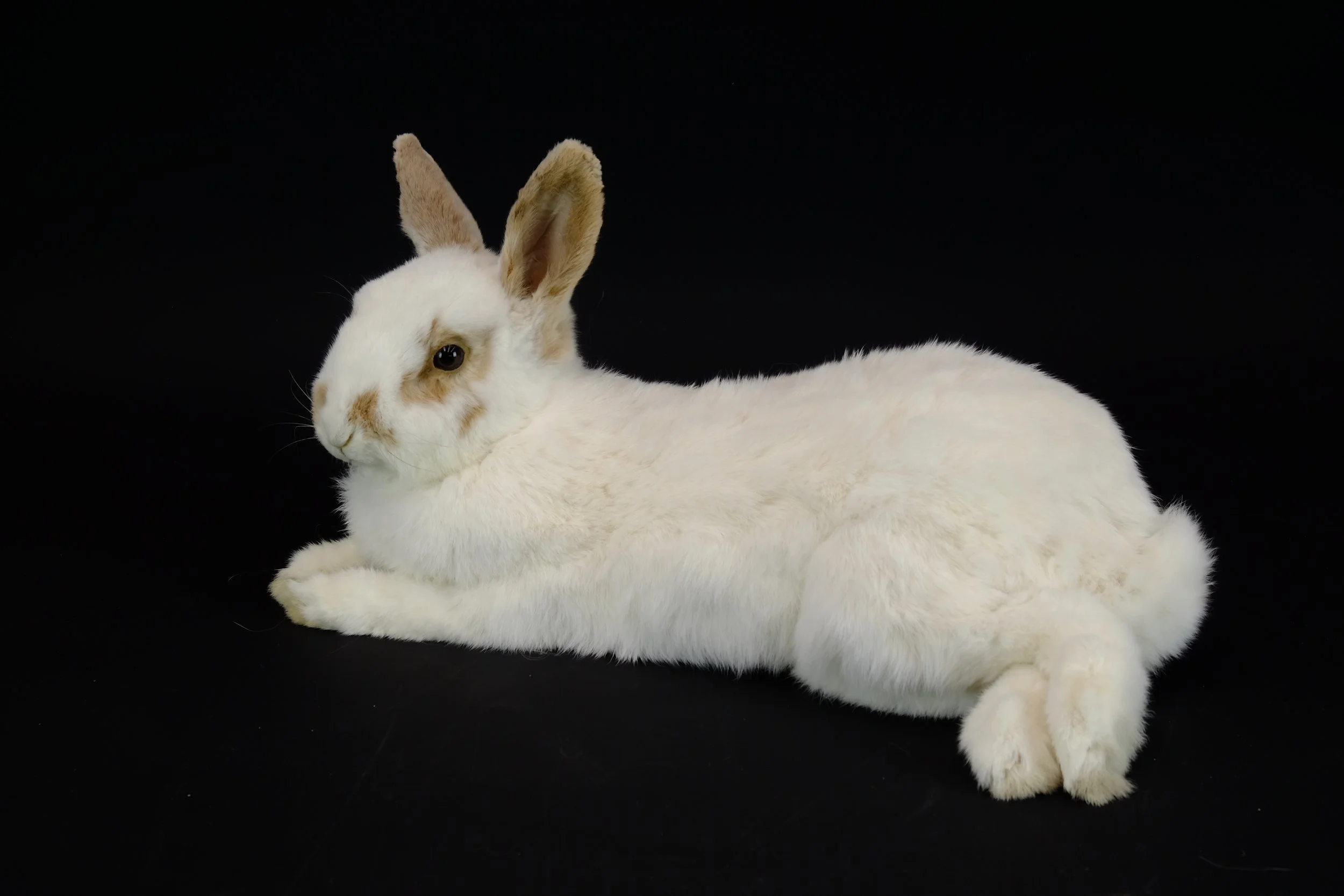 Quality taxidermy of pet rabbit - unique stuffed animals by Katja Guilini - Belgium