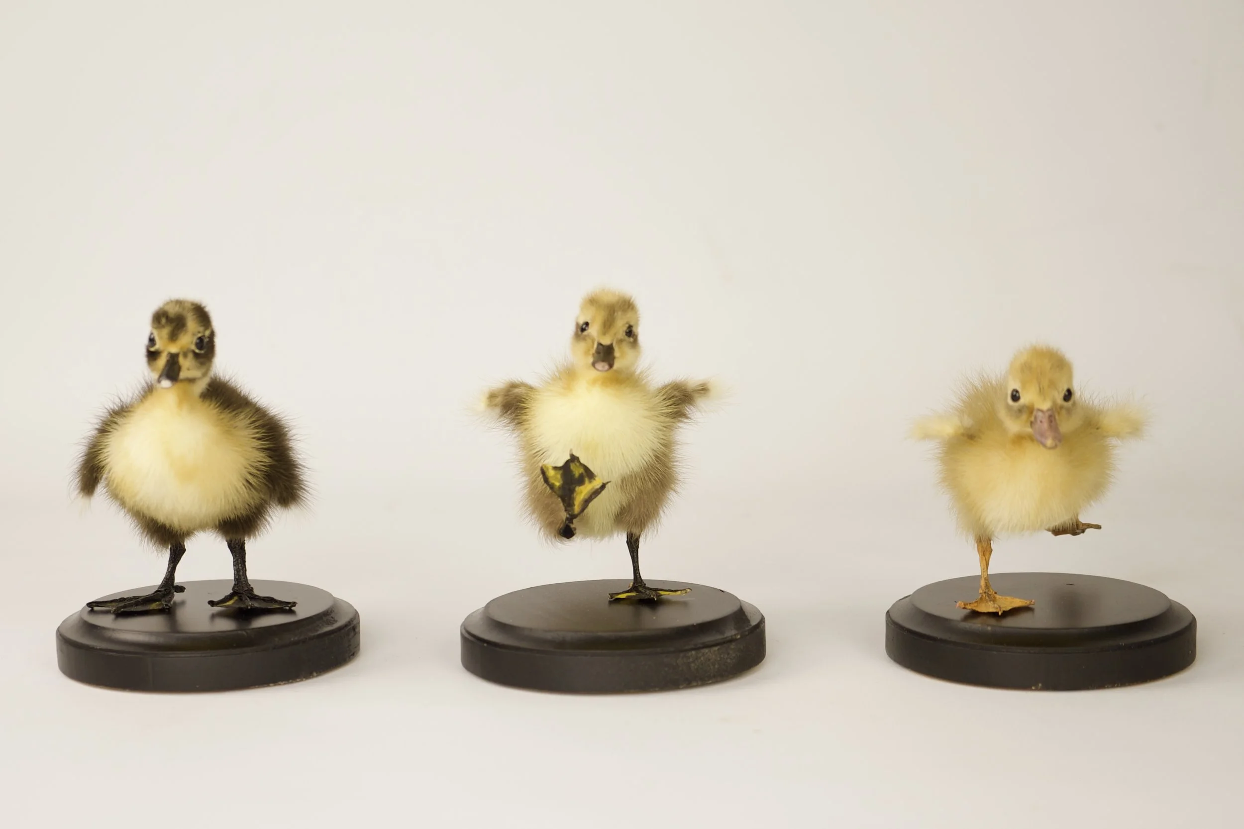Quality taxidermy of duckling trio - unique stuffed animals by Katja Guilini - Belgium