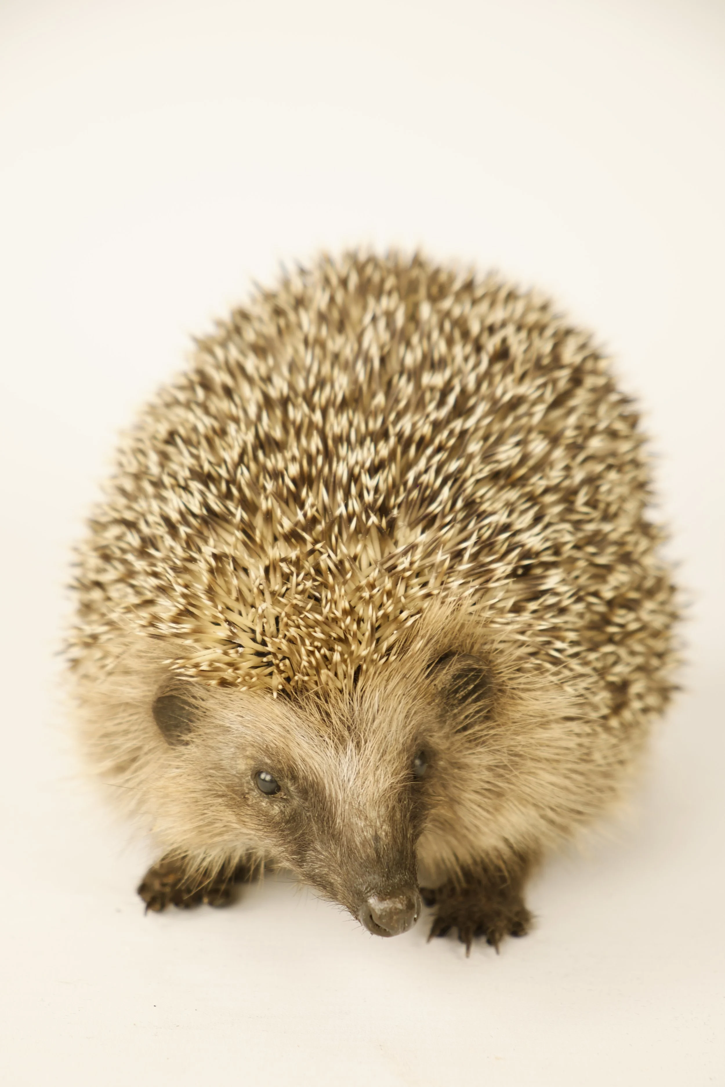 Quality taxidermy of cute hedgehog - unique stuffed animals by Katja Guilini - Belgium