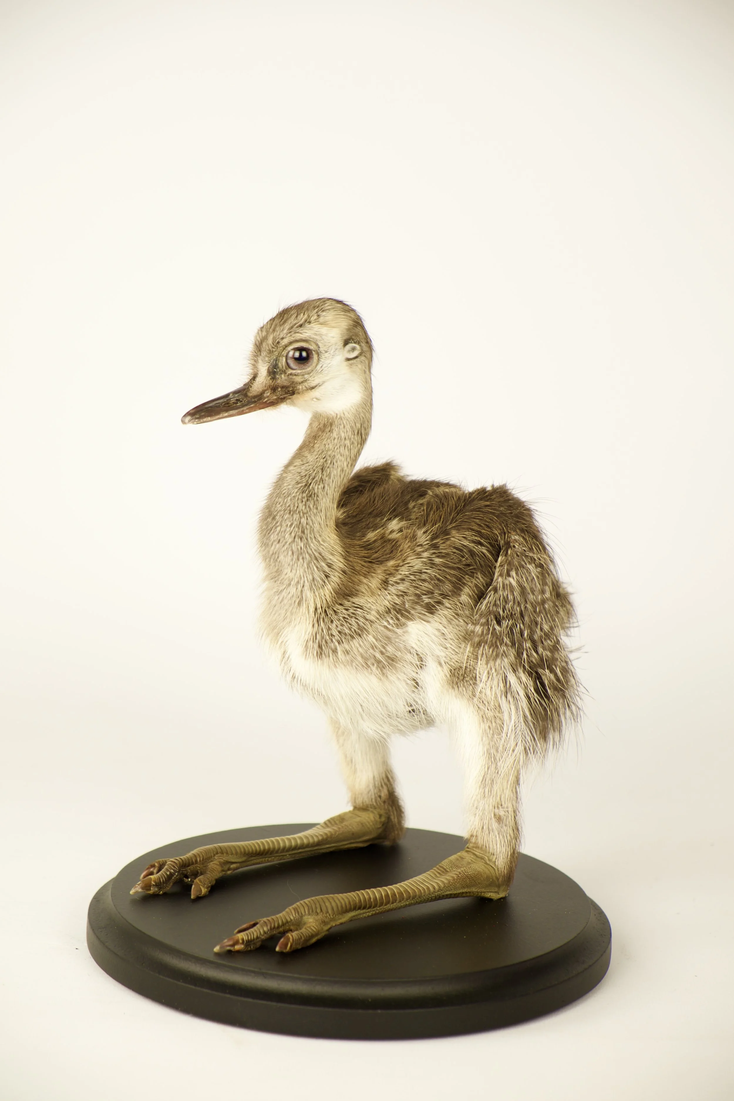 Artistieke taxidermie van zittende nandoe - unieke opgezette dieren door Katja Guilini - België