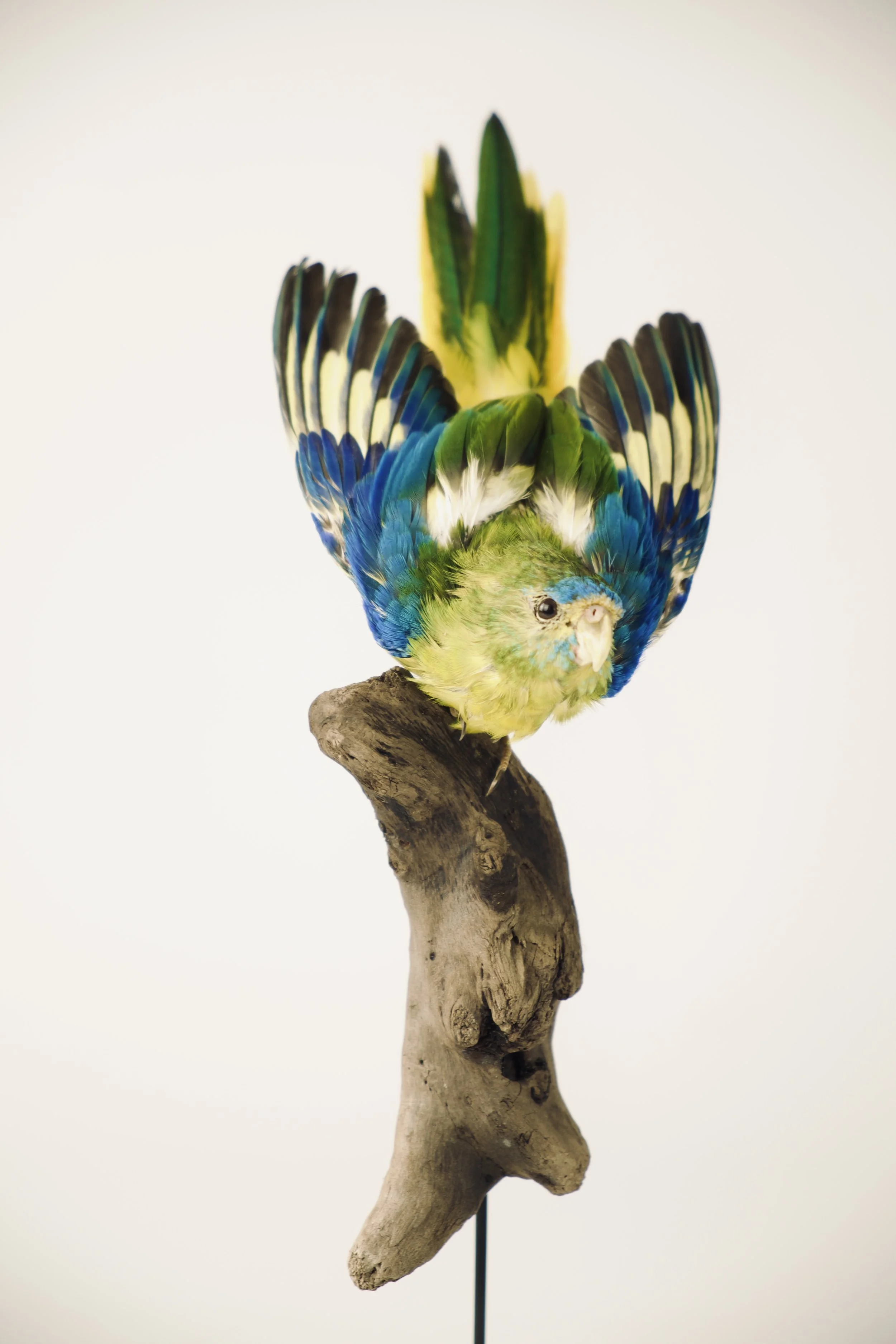 Artistic taxidermy of colorfull parakeet - unique stuffed animals by Katja Guilini - Belgium