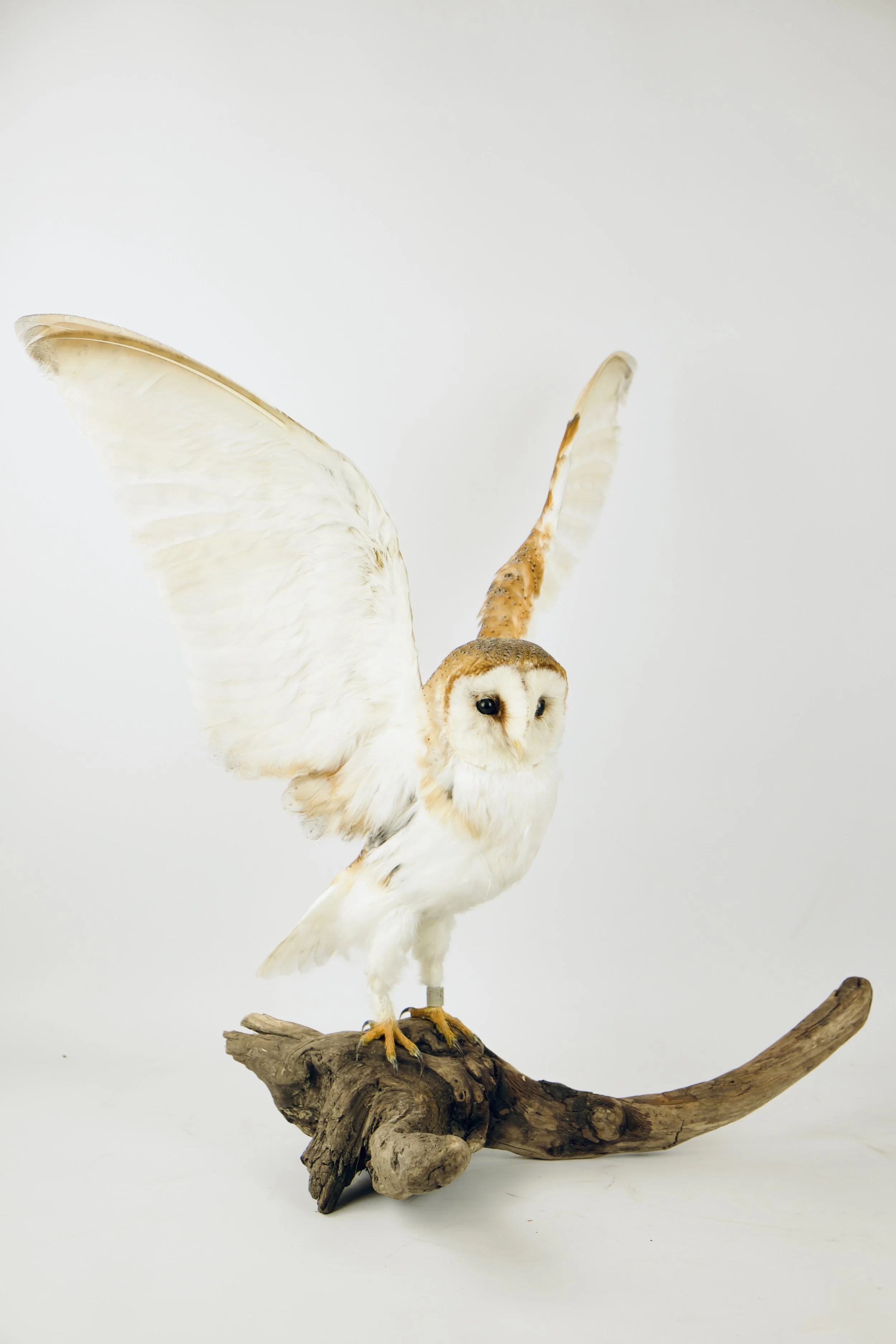 Quality taxidermy of barn owl with open wings - unique stuffed animals by Katja Guilini - Belgium