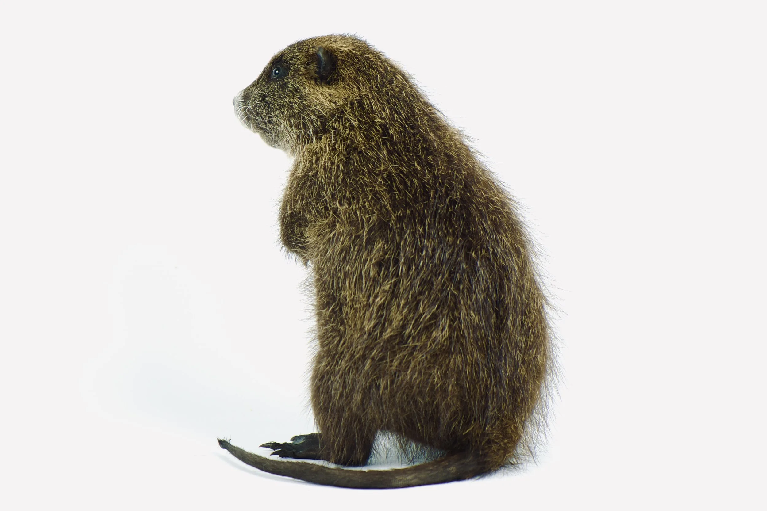 taxidermie nutria