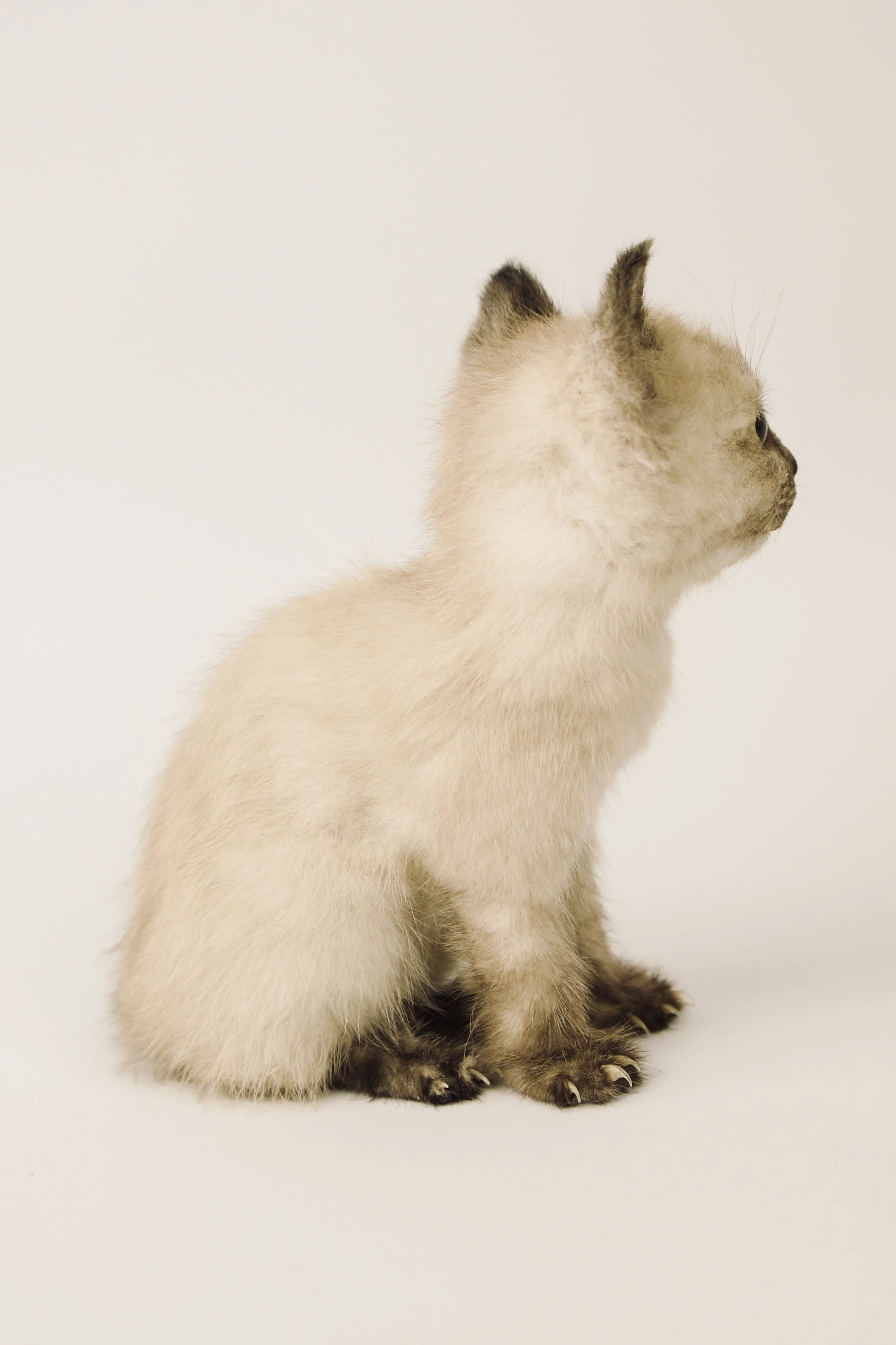 taxidermy kitten