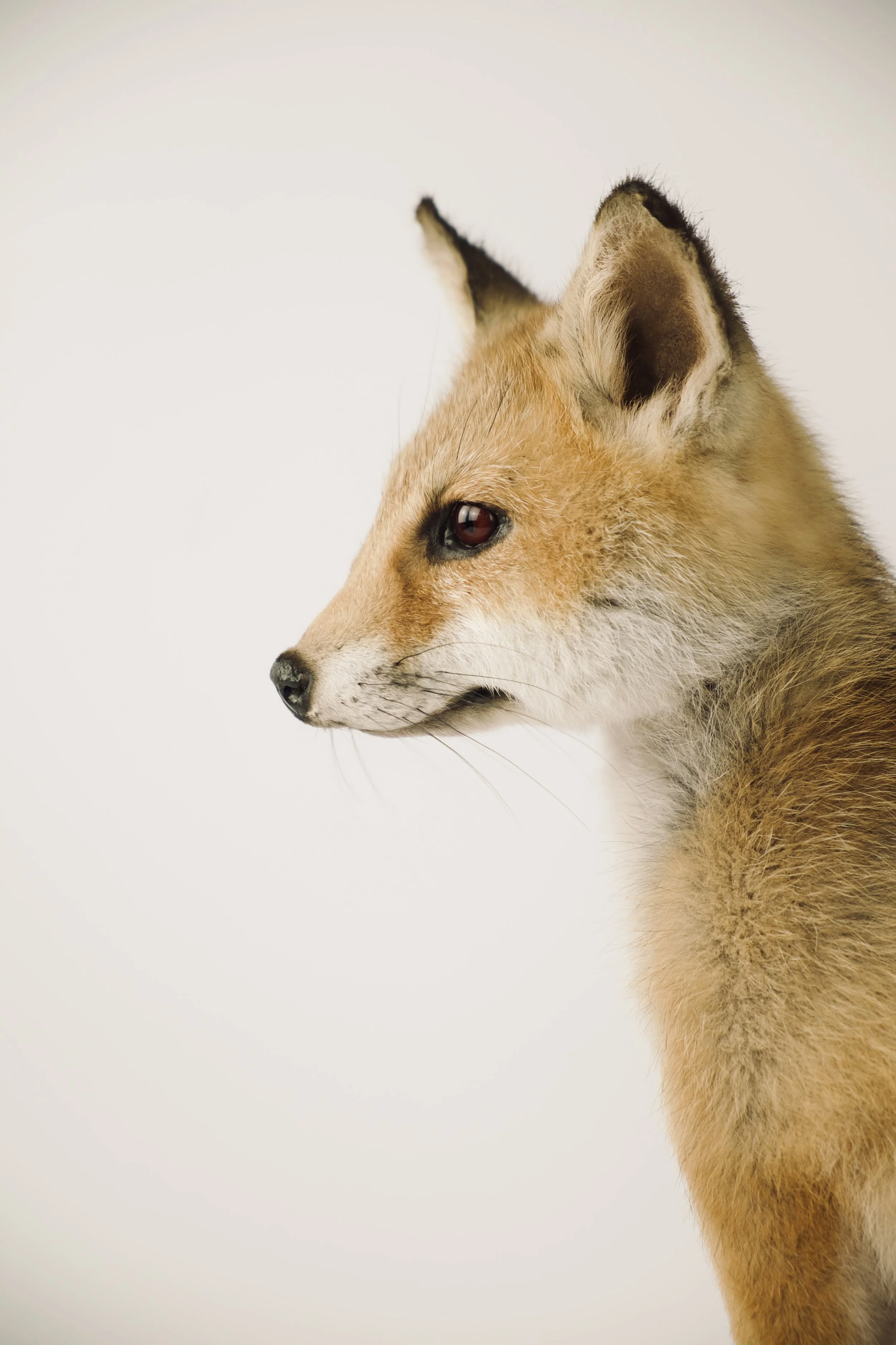 Artistieke taxidermie van schattige vossenpup - unieke opgezette dieren door Katja Guilini - België
