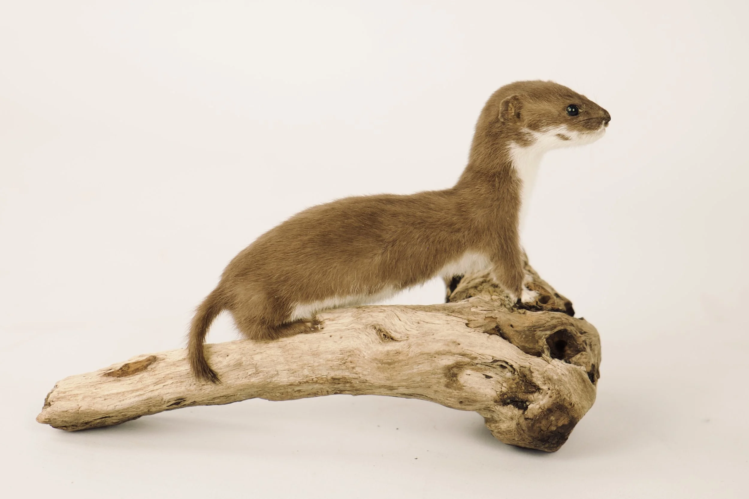 Kwaliteitsvolle taxidermie van wezel - unieke opgezette dieren door Katja Guilini - België