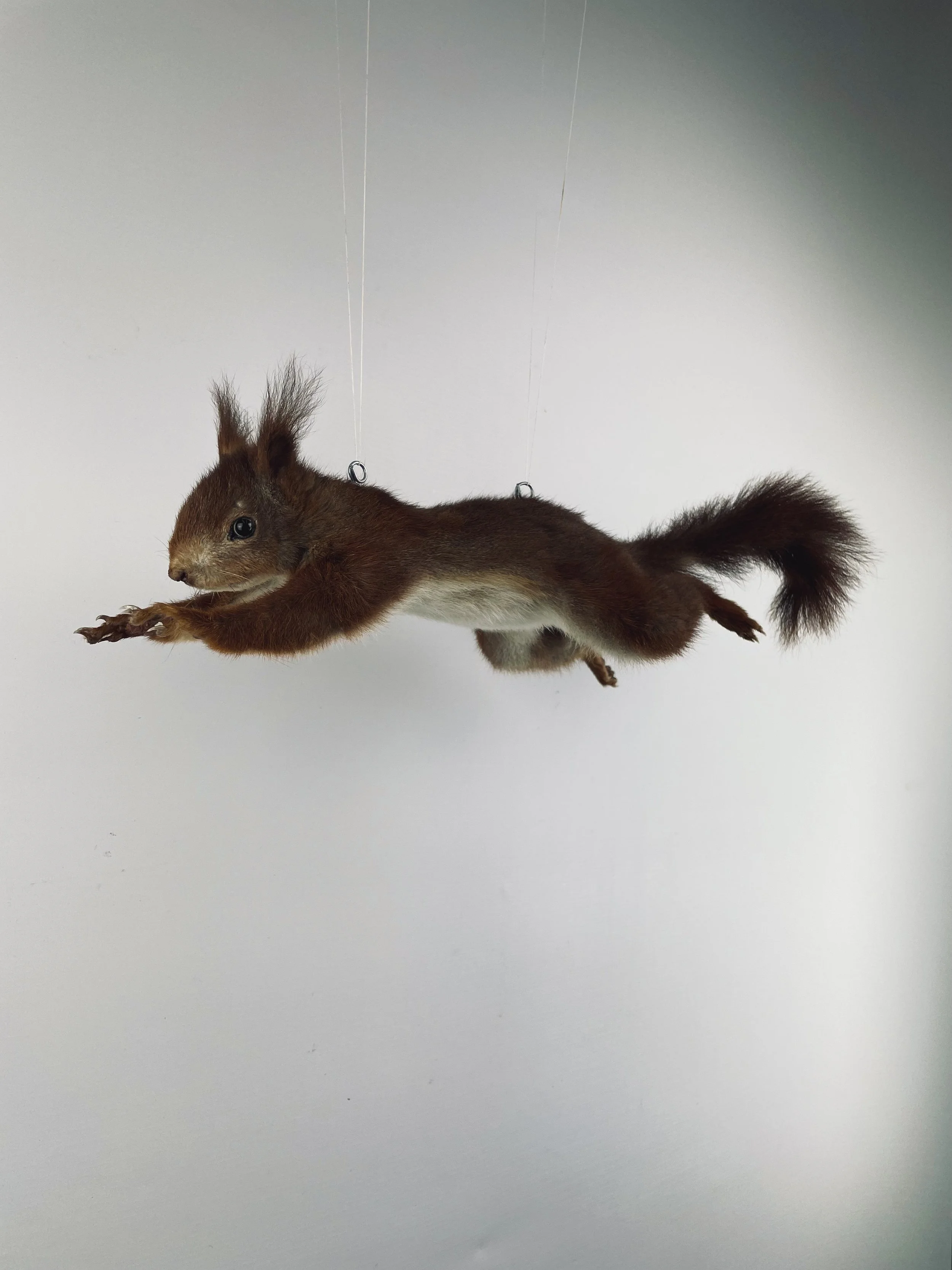 Quality taxidermy of jumping squirrel - unique stuffed animals by Katja Guilini - Belgium