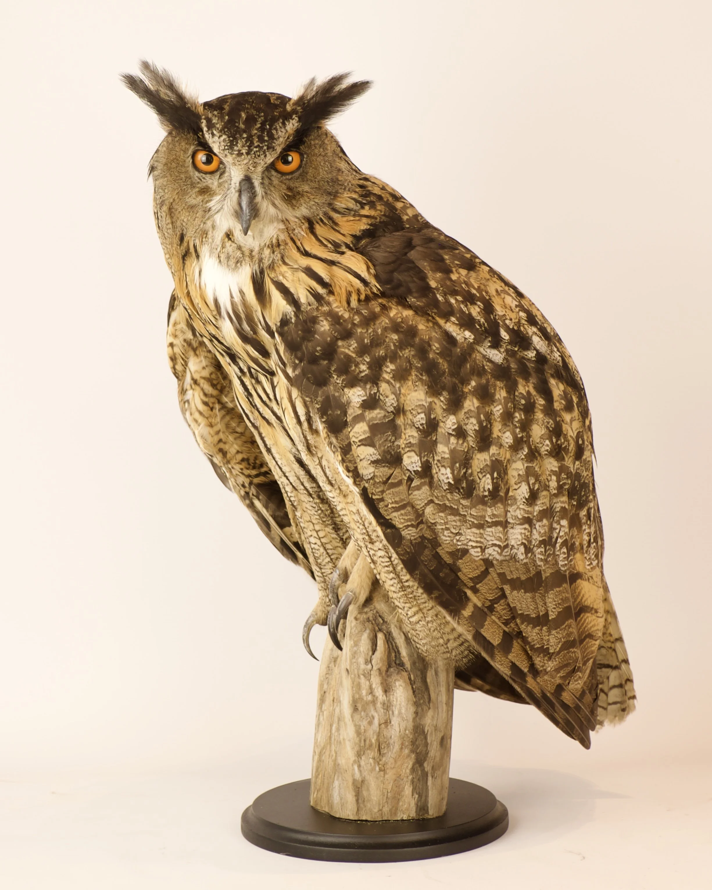 Quality taxidermy of eagle-owl (Bubo bubo) - unique stuffed animals by Katja Guilini - Belgium