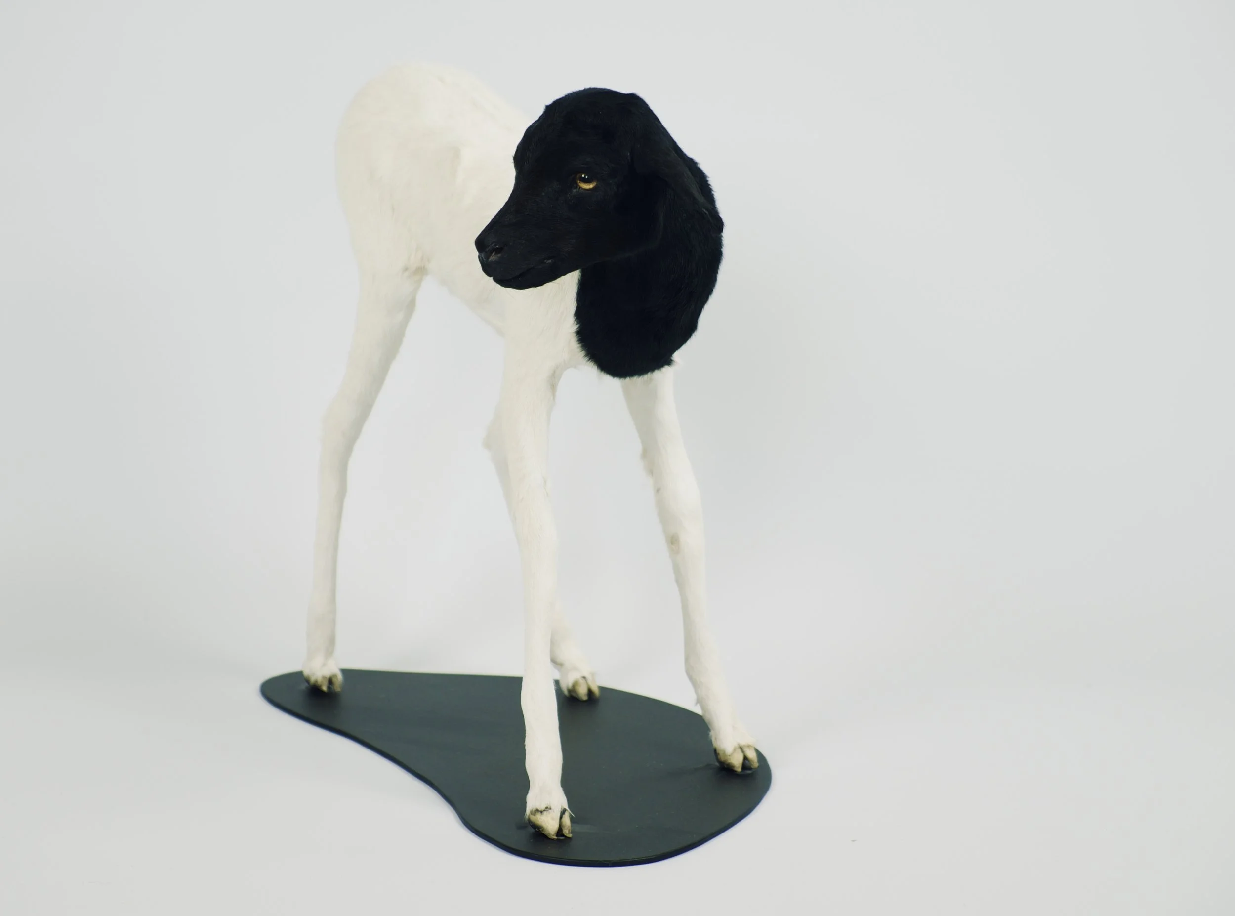 taxidermie somalisch lam