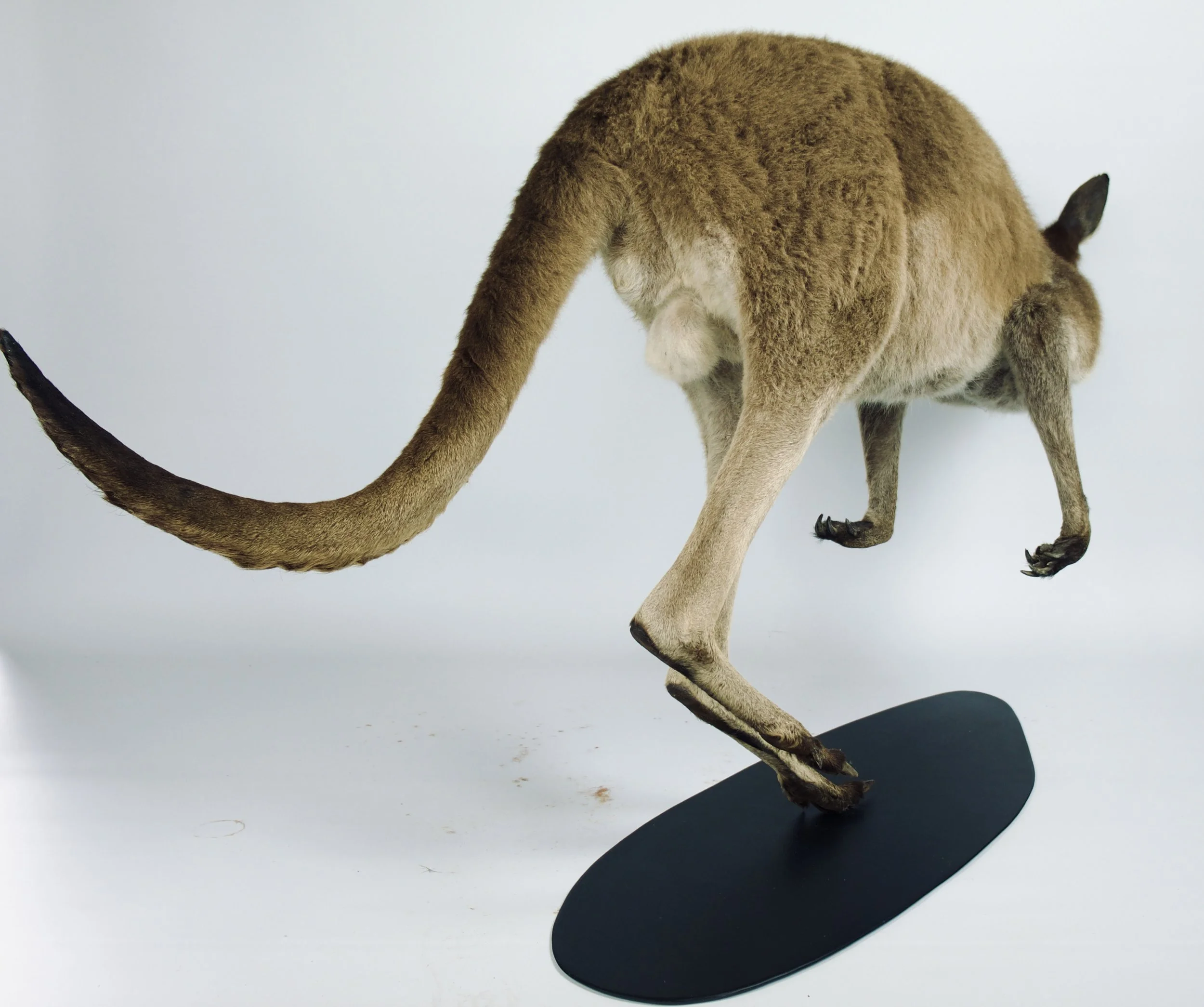 taxidermie kangoeroe