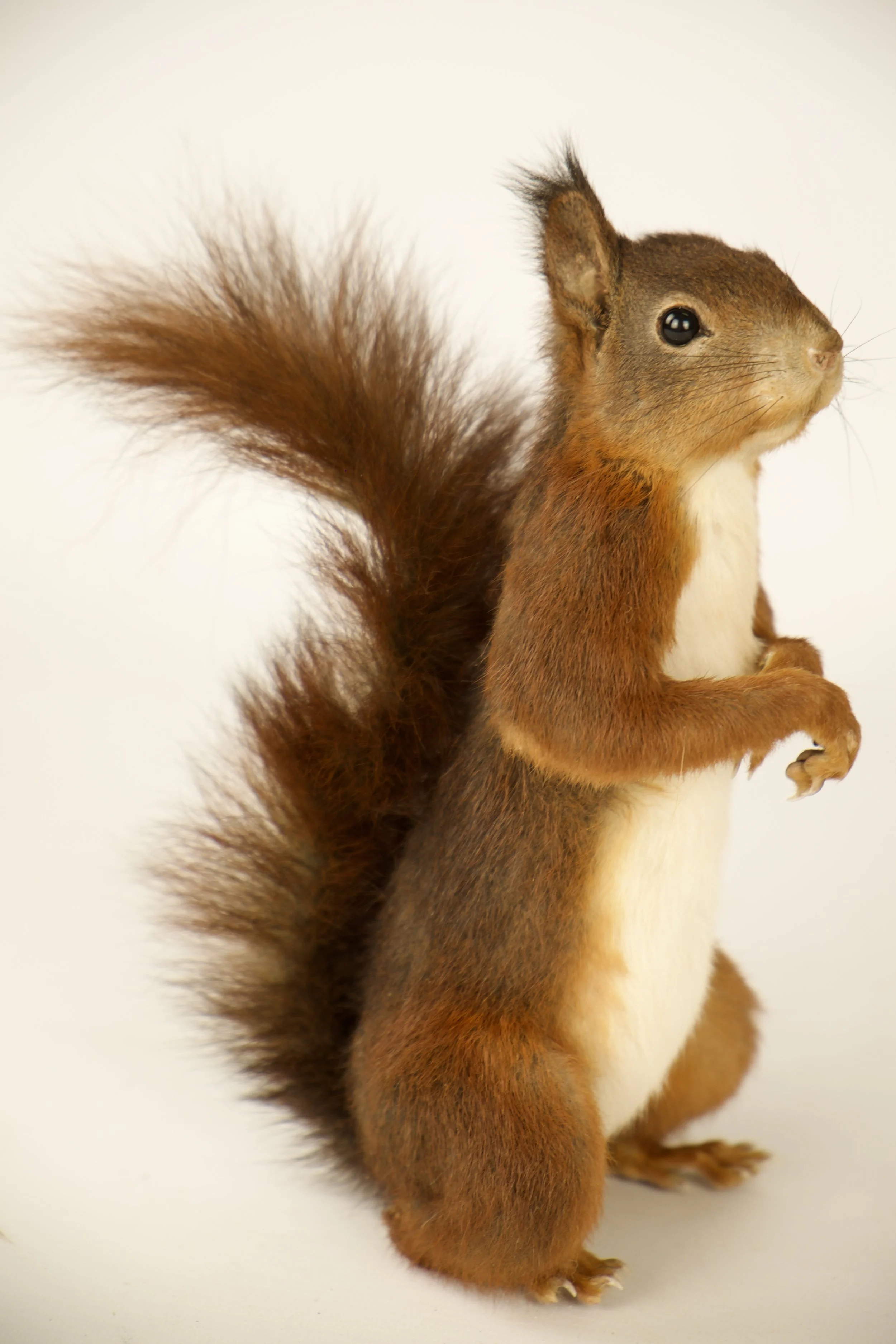 Kwalitatieve taxidermie van schattige eekhoorn - unieke opgezette dieren door Katja Guilini - België