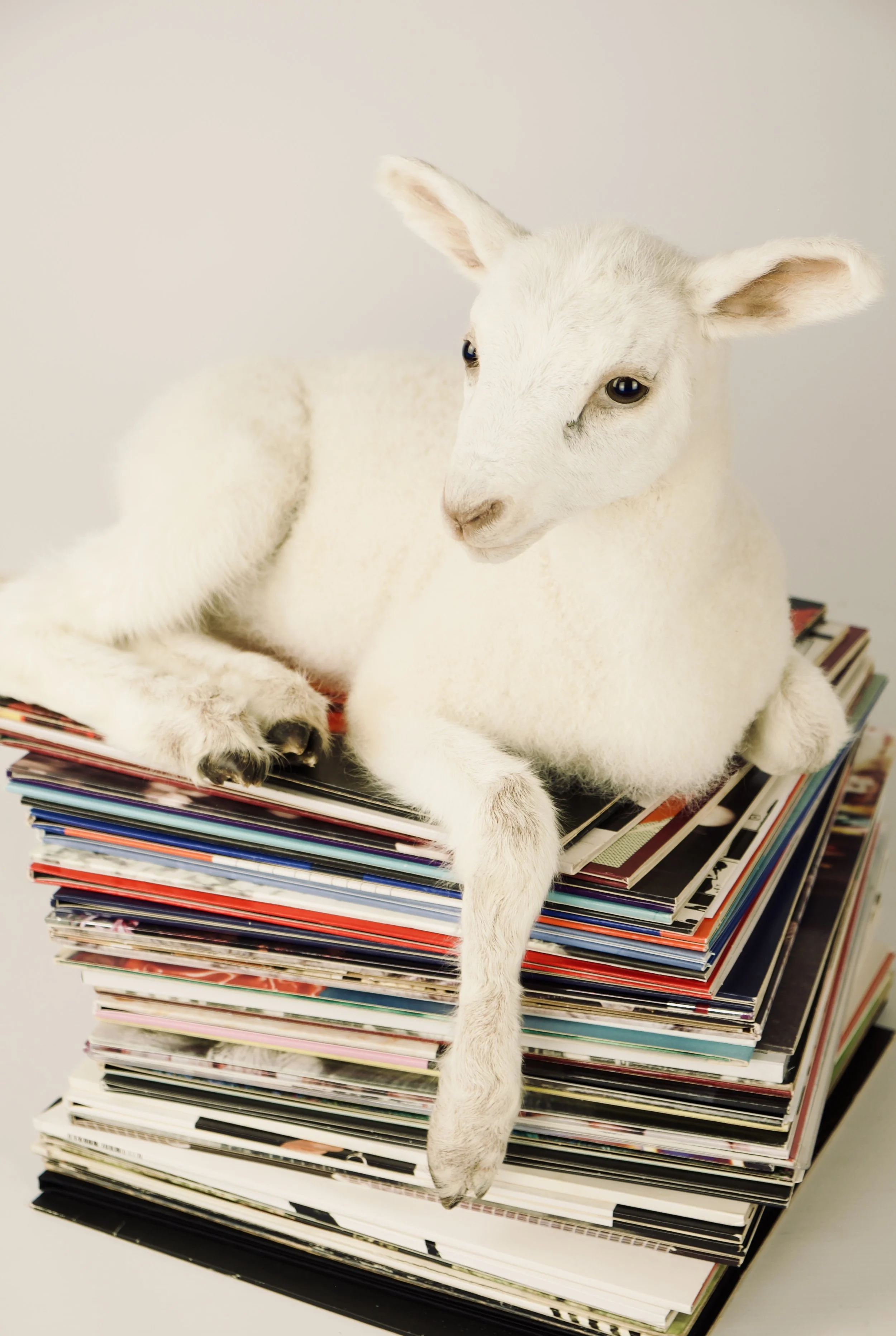 Unique taxidermy lamb - handmade by Katja Guilini