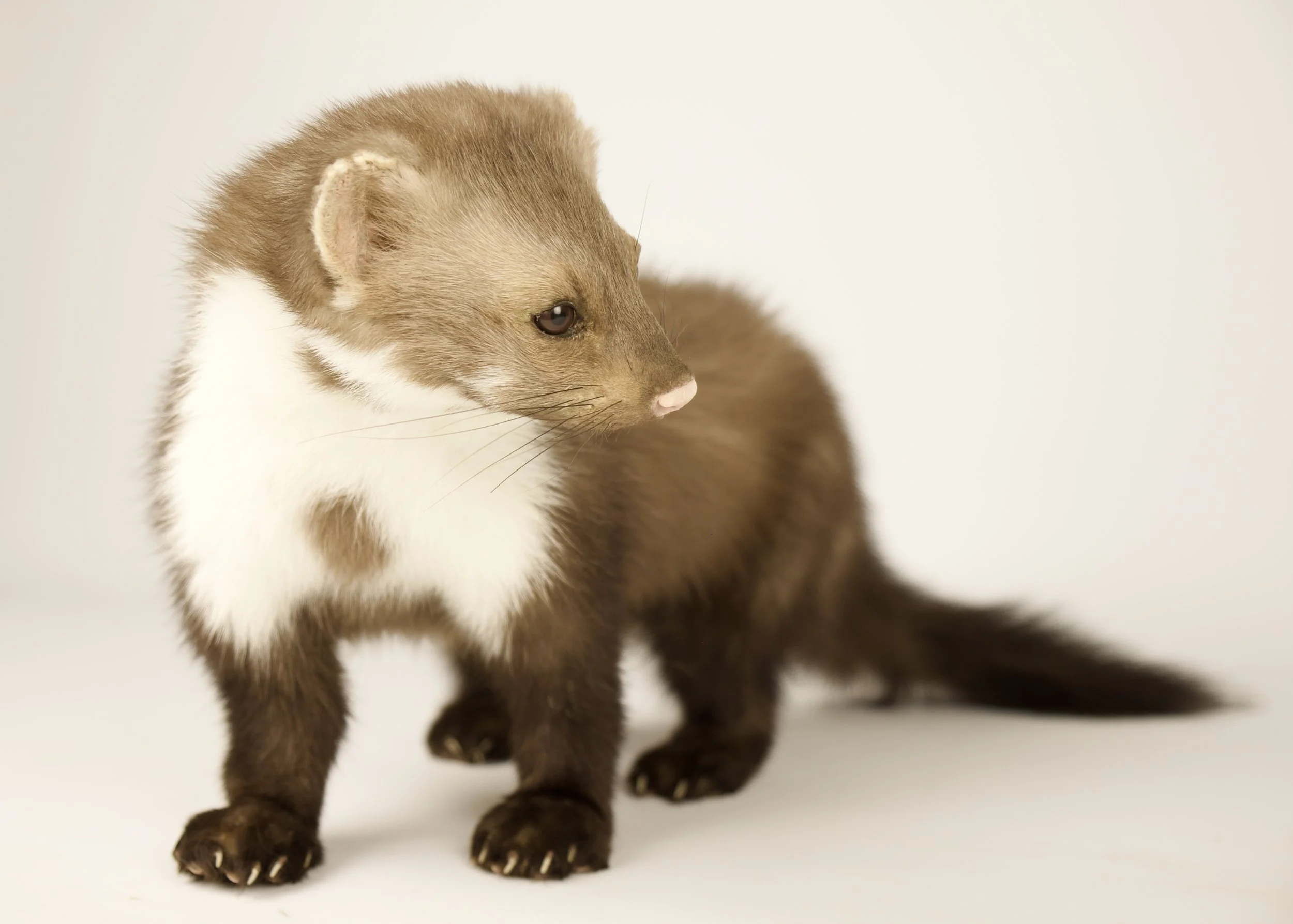 Quality taxidermy of cute marter - unique stuffed animals by Katja Guilini - Belgium